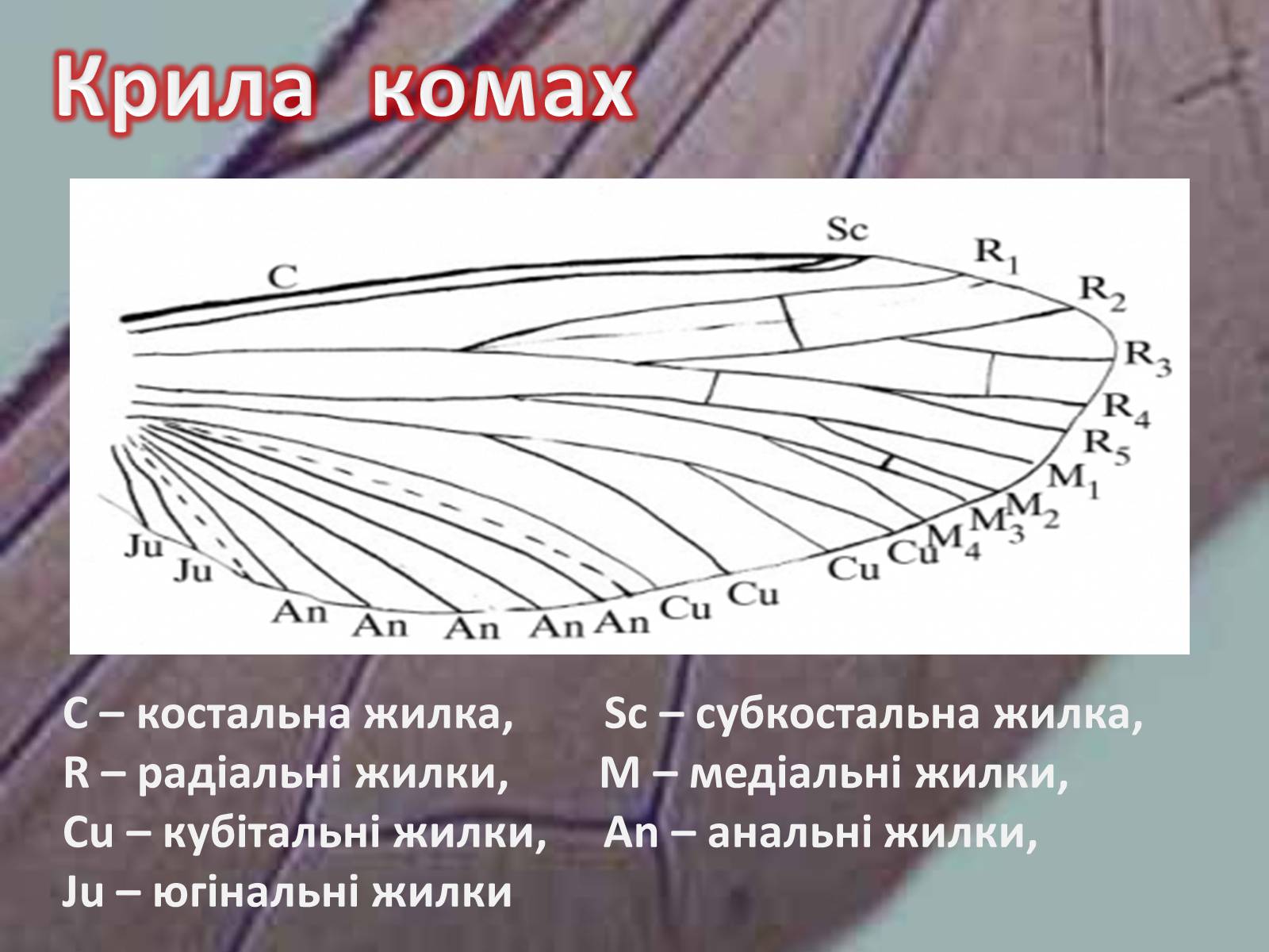 Презентація на тему «Крила комах» - Слайд #7