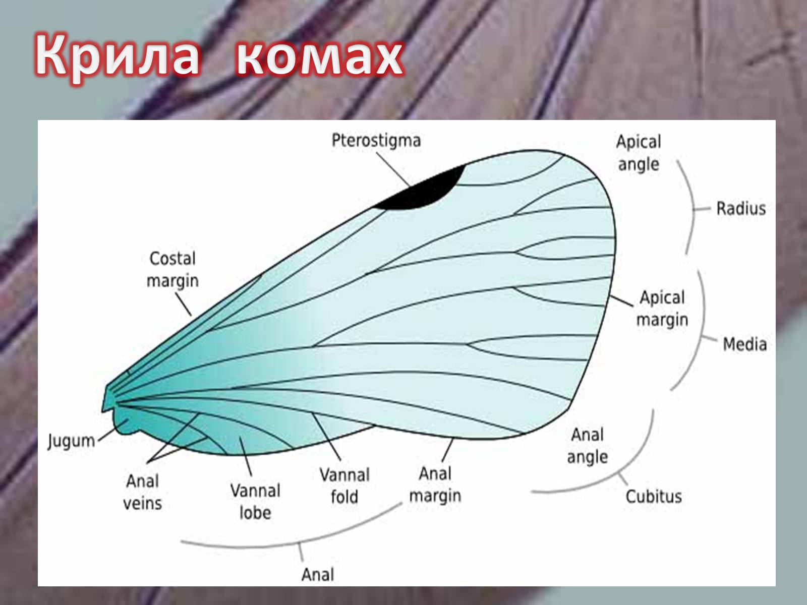 Презентація на тему «Крила комах» - Слайд #8