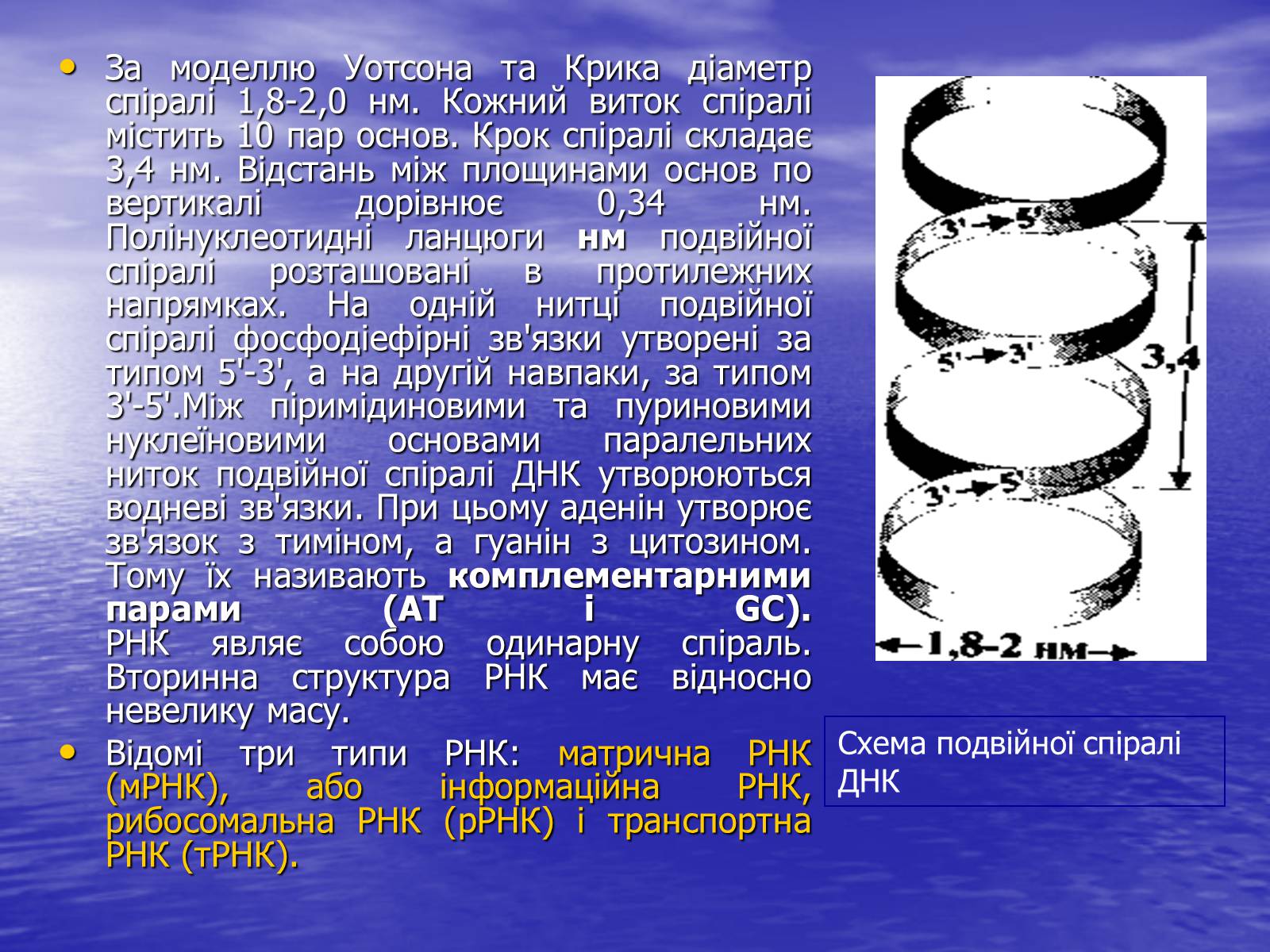 Презентація на тему «Нуклеїнові кислоти» (варіант 6) - Слайд #18