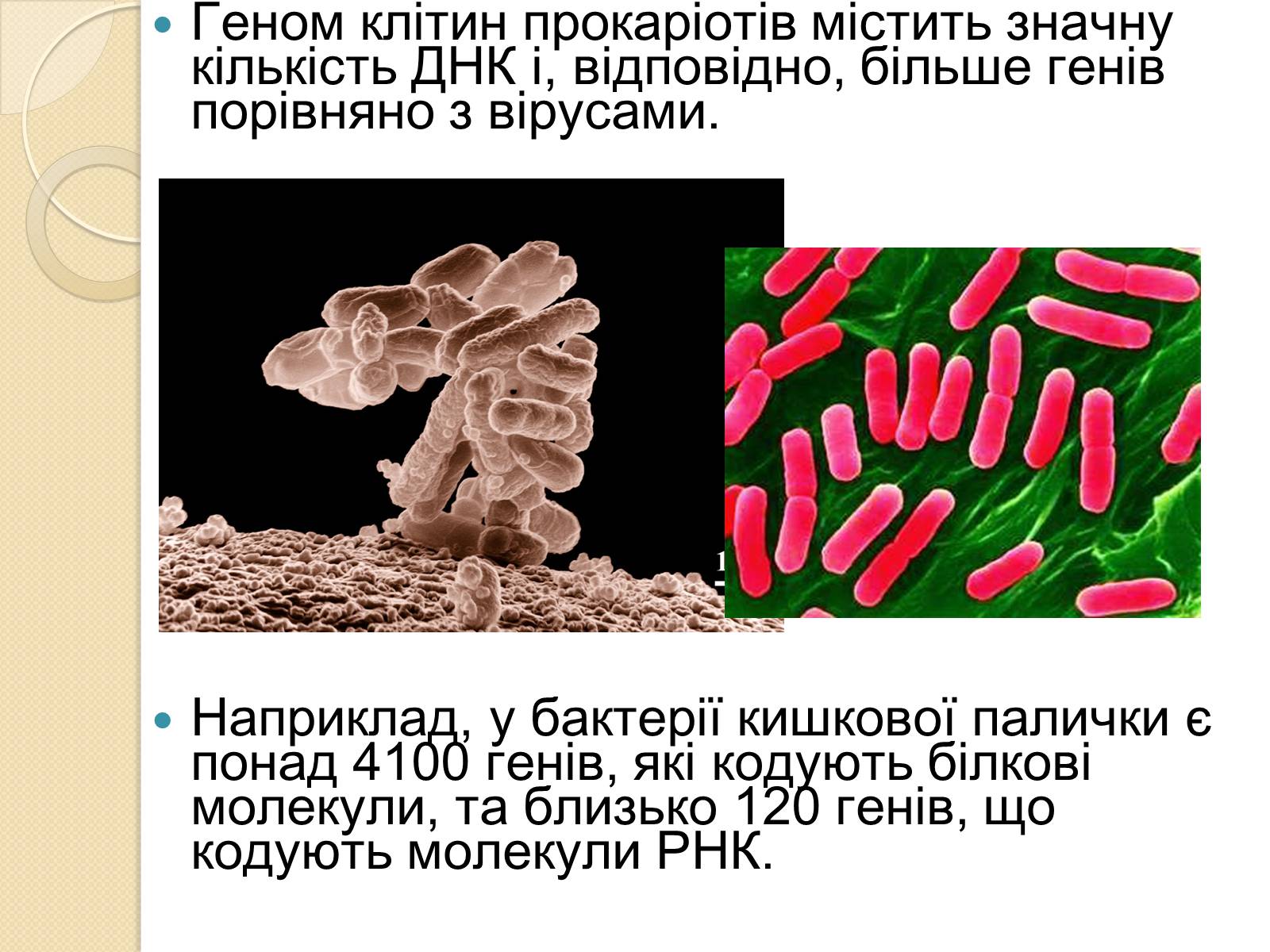 Презентація на тему «Основні закономірності функціонування генів у про – та еукаріотів» (варіант 3) - Слайд #3