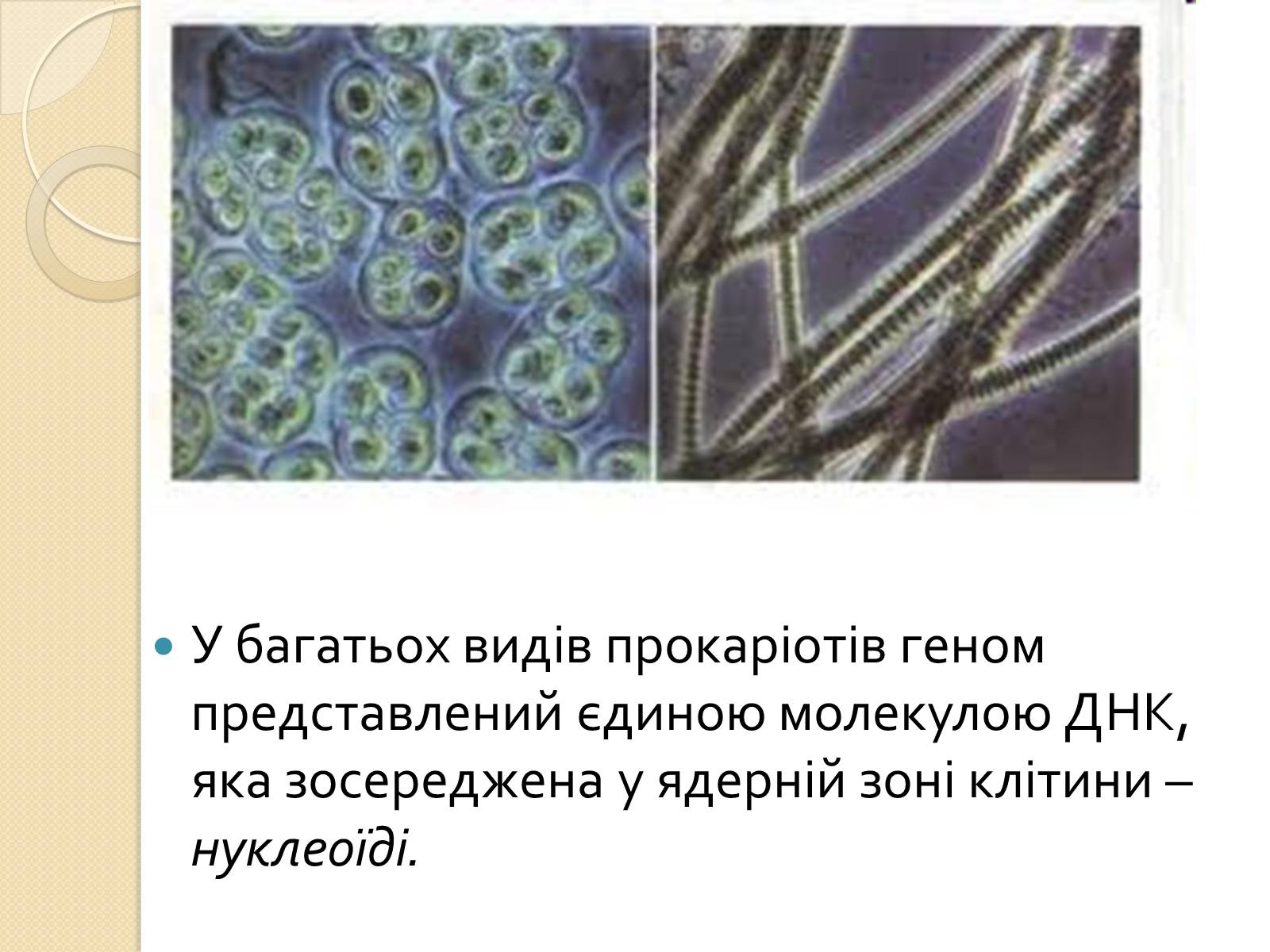 Презентація на тему «Основні закономірності функціонування генів у про – та еукаріотів» (варіант 3) - Слайд #6