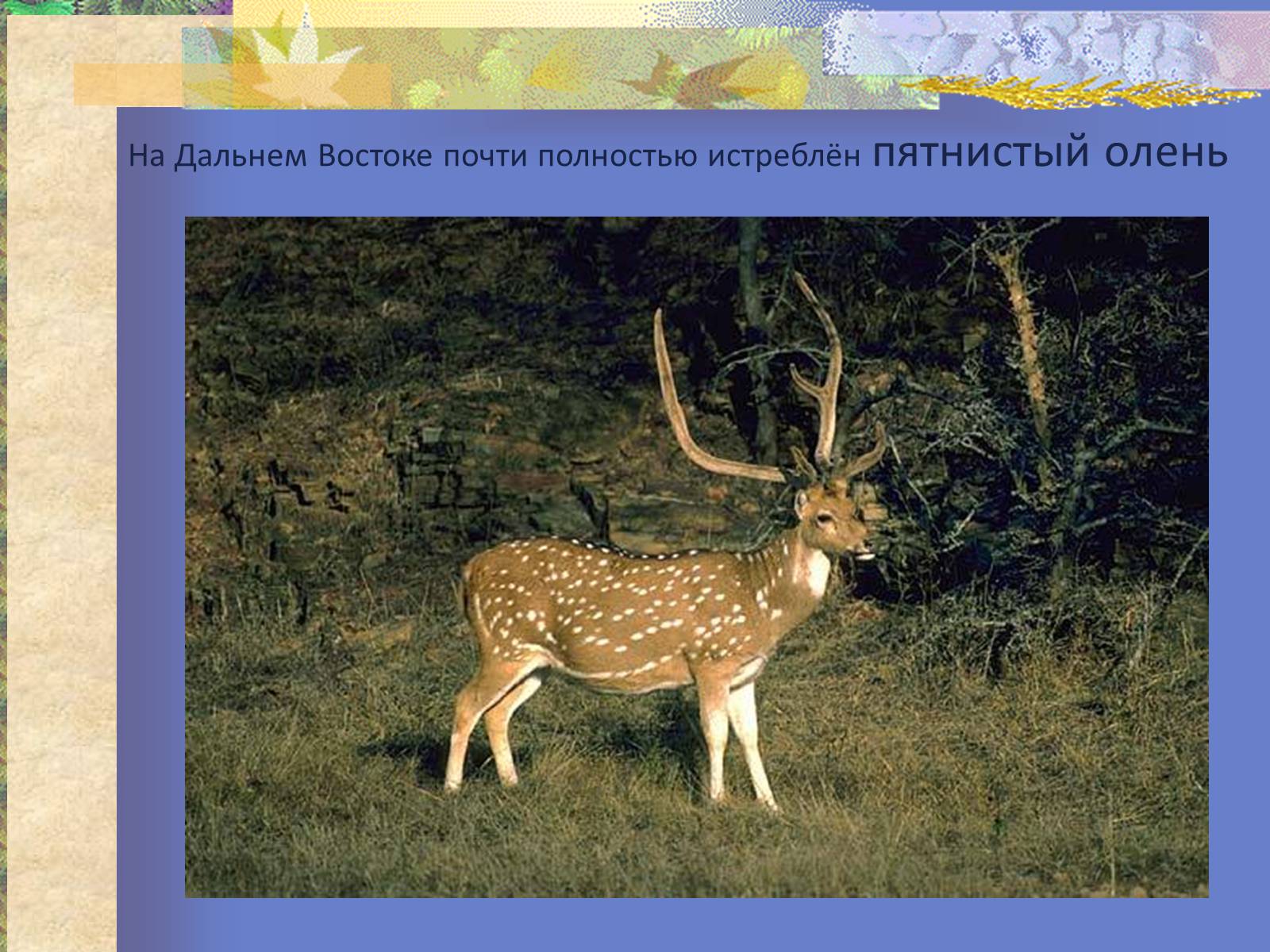 Презентація на тему «Воздействие человека и его деятельности на животных» - Слайд #15