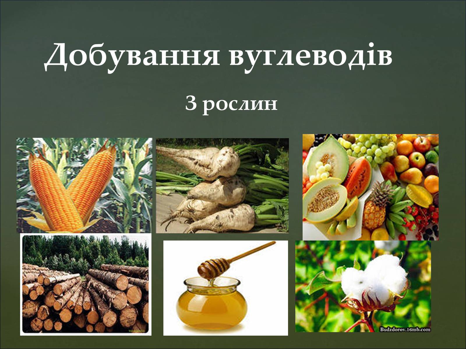 Презентація на тему «Вуглеводи як компоненти їжі, їх роль у житті людини» (варіант 35) - Слайд #16