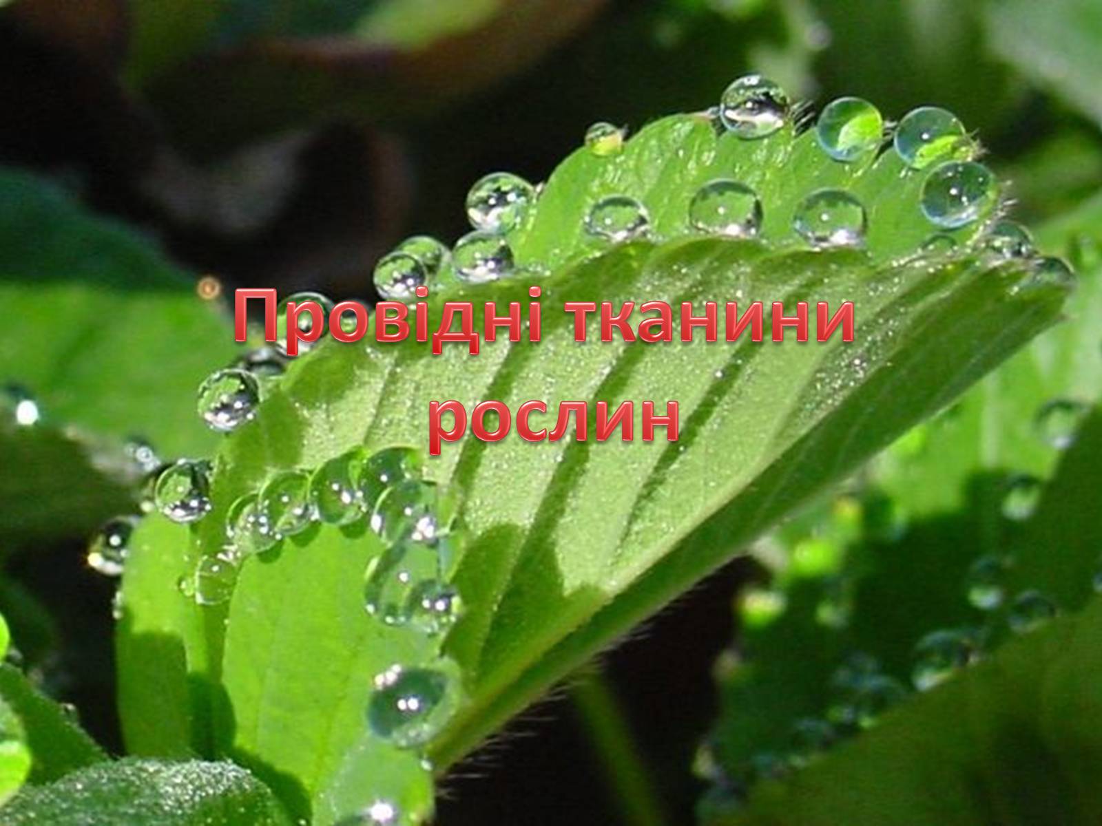 Презентація на тему «Провідні тканини рослин» (варіант 1) - Слайд #1