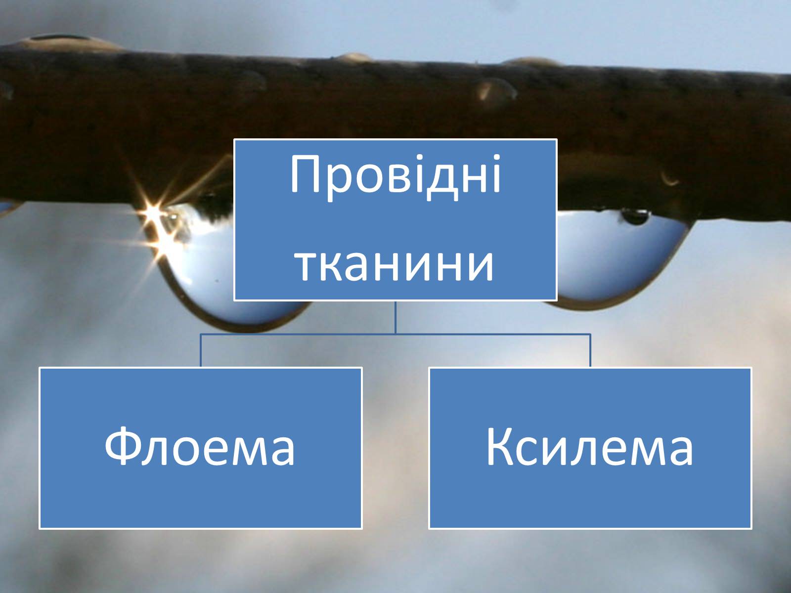 Презентація на тему «Провідні тканини рослин» (варіант 1) - Слайд #3