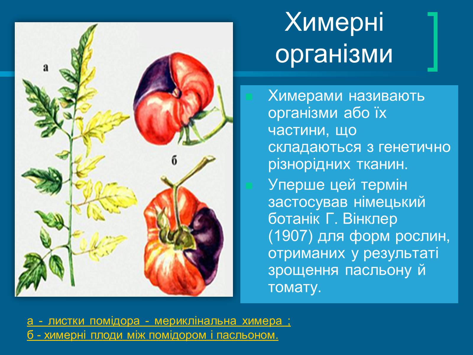 Презентація на тему «Трансгенні та химерні організми» (варіант 4) - Слайд #15