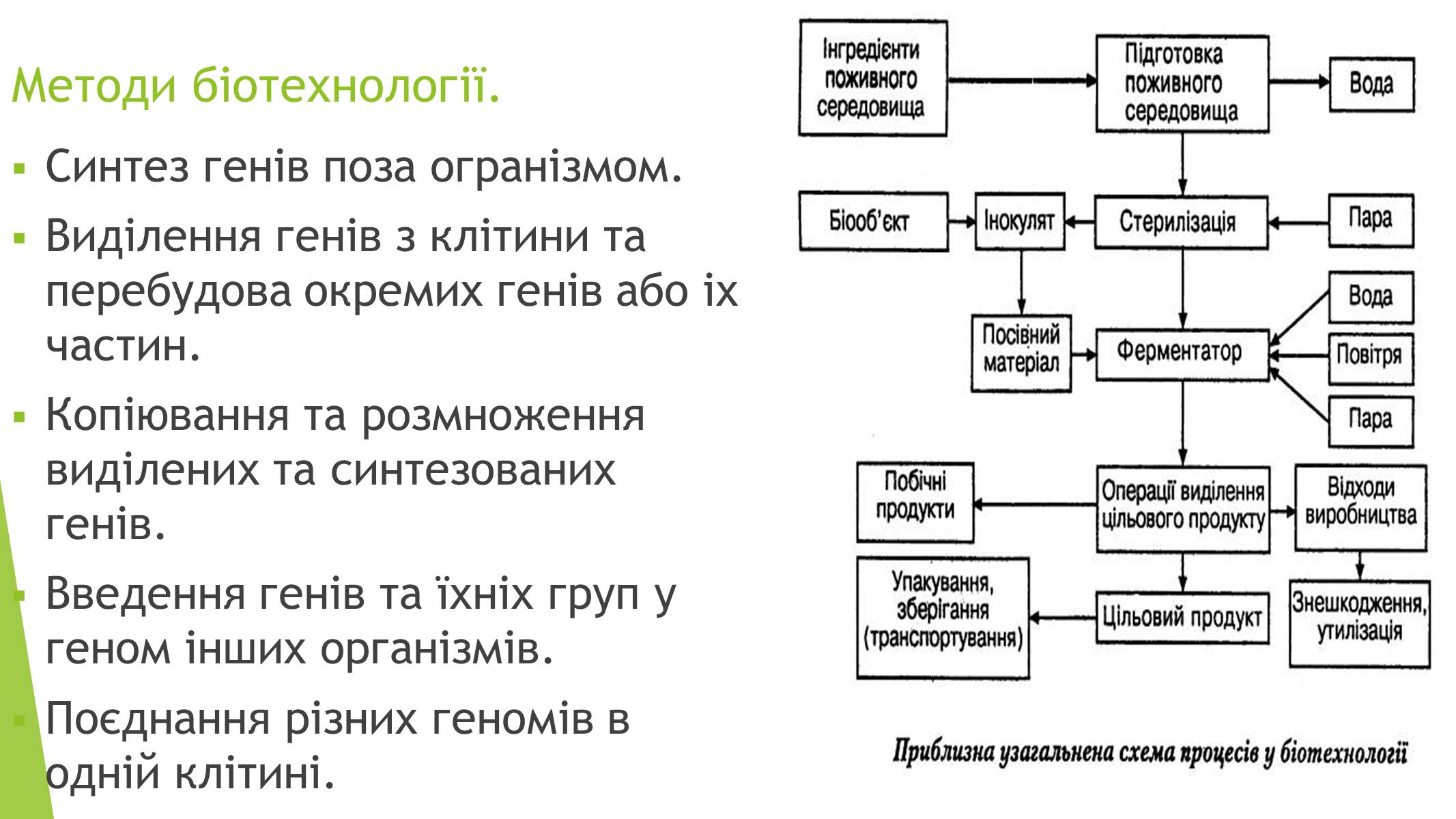 Презентація на тему «Основні напрями сучасної біотехнології» - Слайд #4