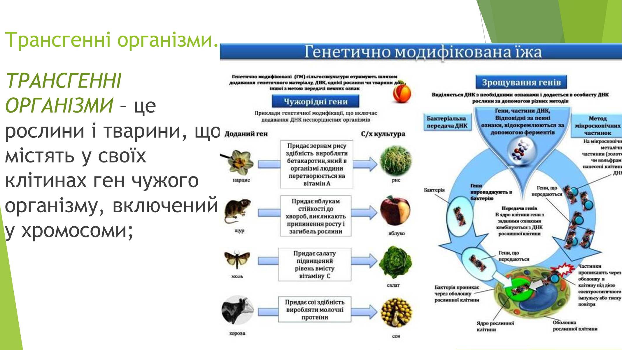 Презентація на тему «Основні напрями сучасної біотехнології» - Слайд #9