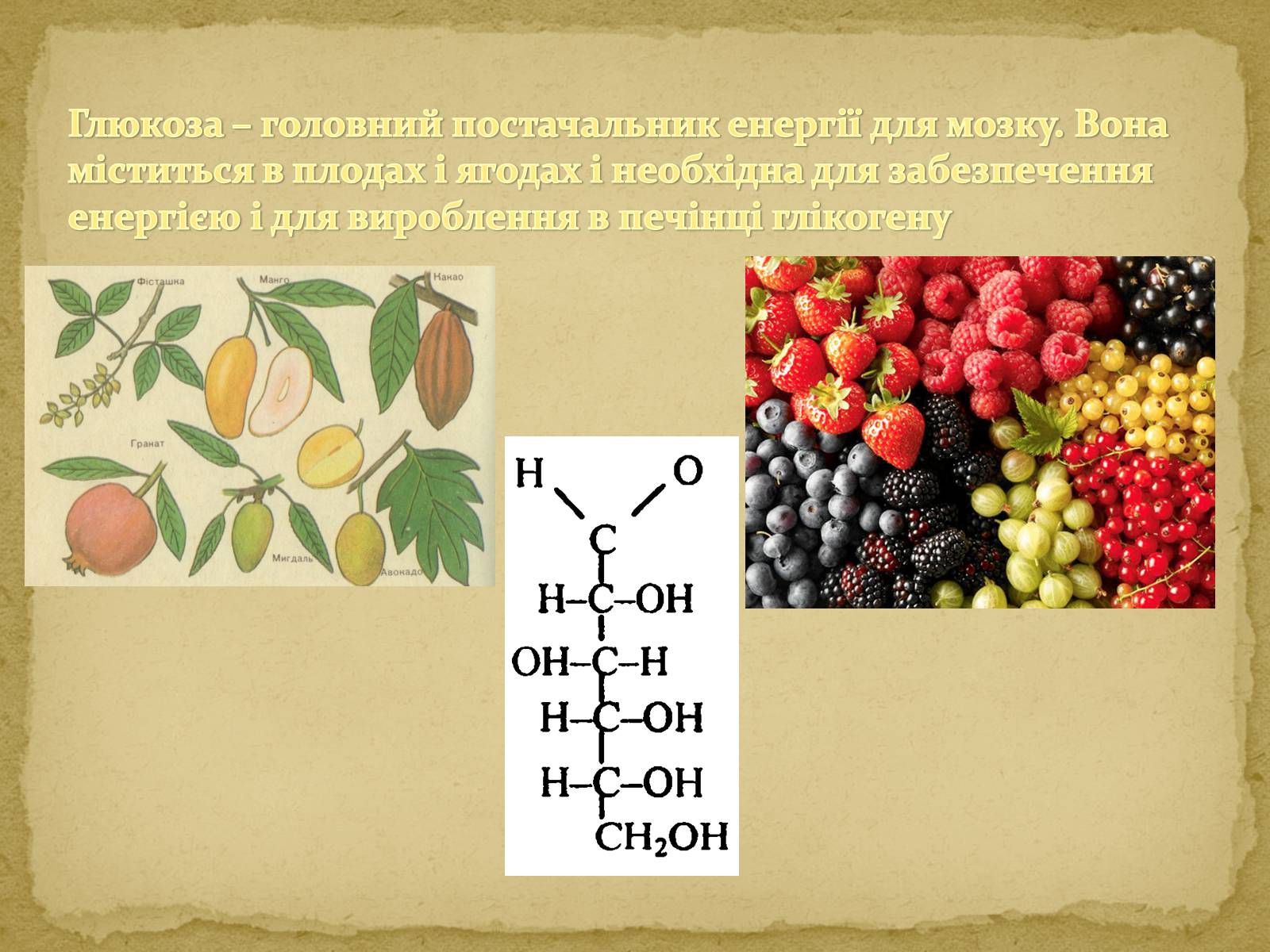 Презентація на тему «Вуглеводи як компоненти їжі, їх роль у житті людини» (варіант 10) - Слайд #5