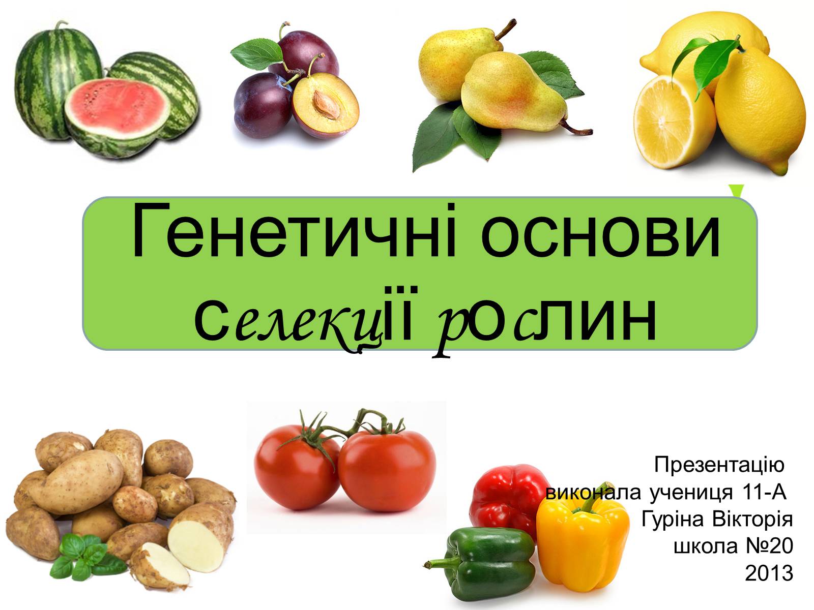 Презентація на тему «Генетичні основи селекції рослин» (варіант 1) - Слайд #1