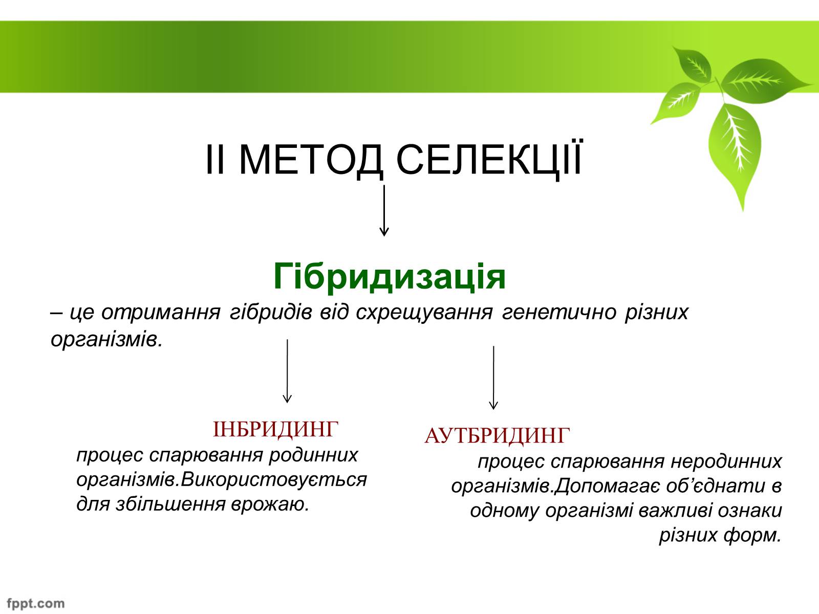 Презентація на тему «Генетичні основи селекції рослин» (варіант 1) - Слайд #17