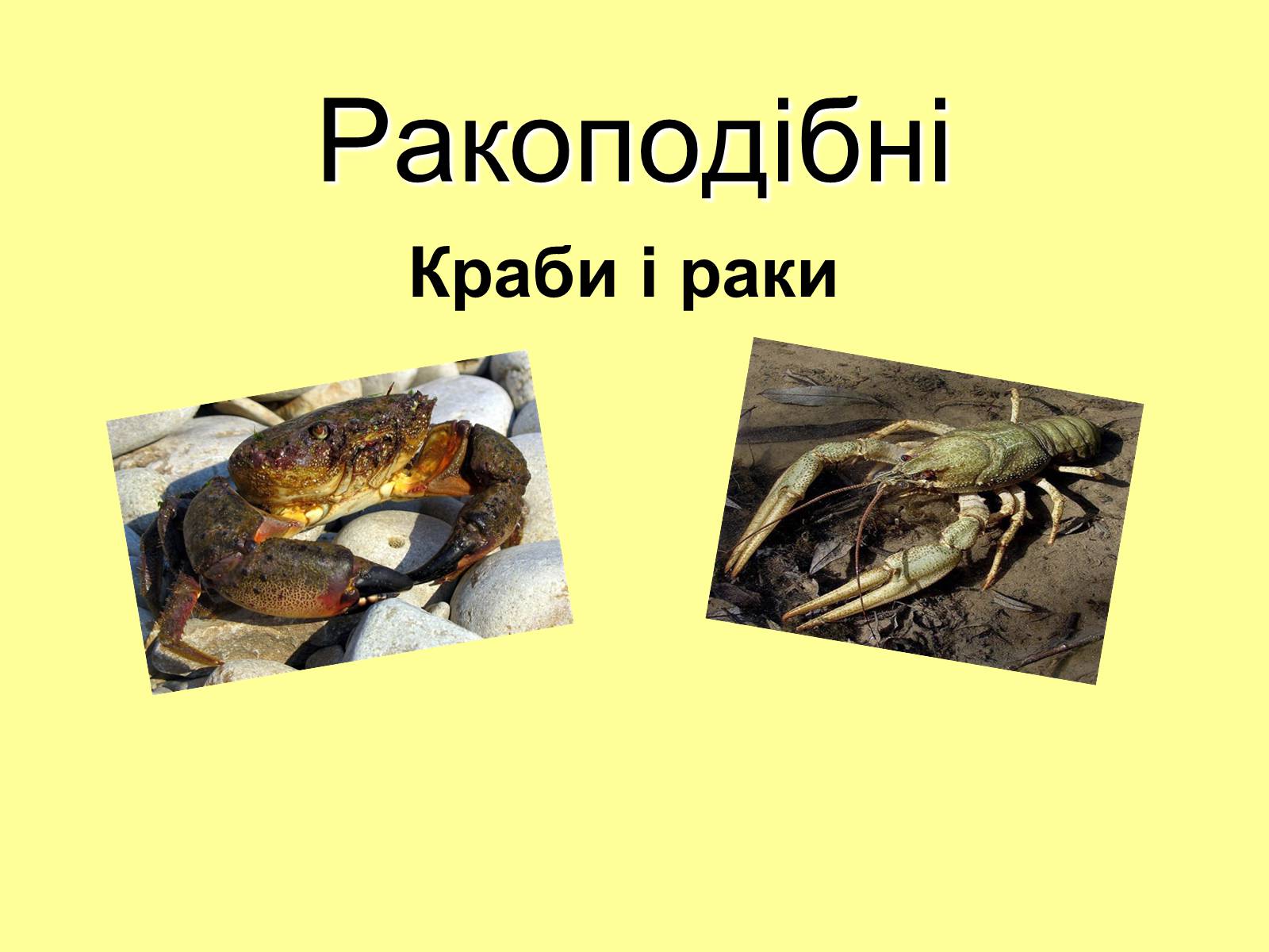 Презентація на тему «Ракоподібні» (варіант 3) - Слайд #1