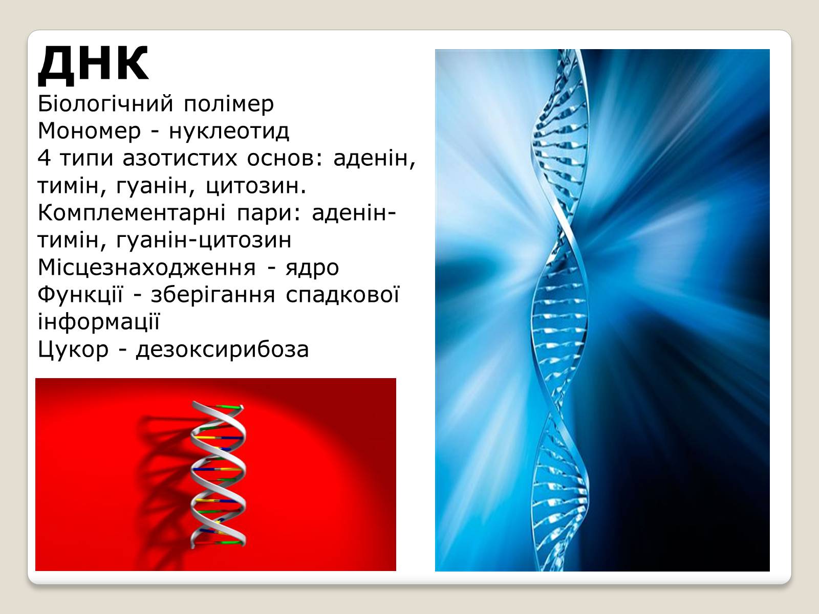 Презентація на тему «Нуклеїнові кислоти» (варіант 7) - Слайд #10