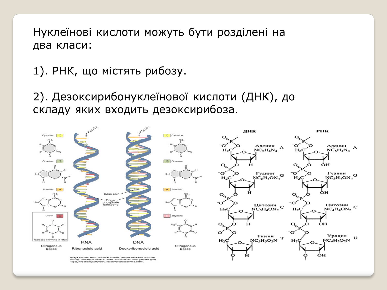 Презентація на тему «Нуклеїнові кислоти» (варіант 7) - Слайд #2