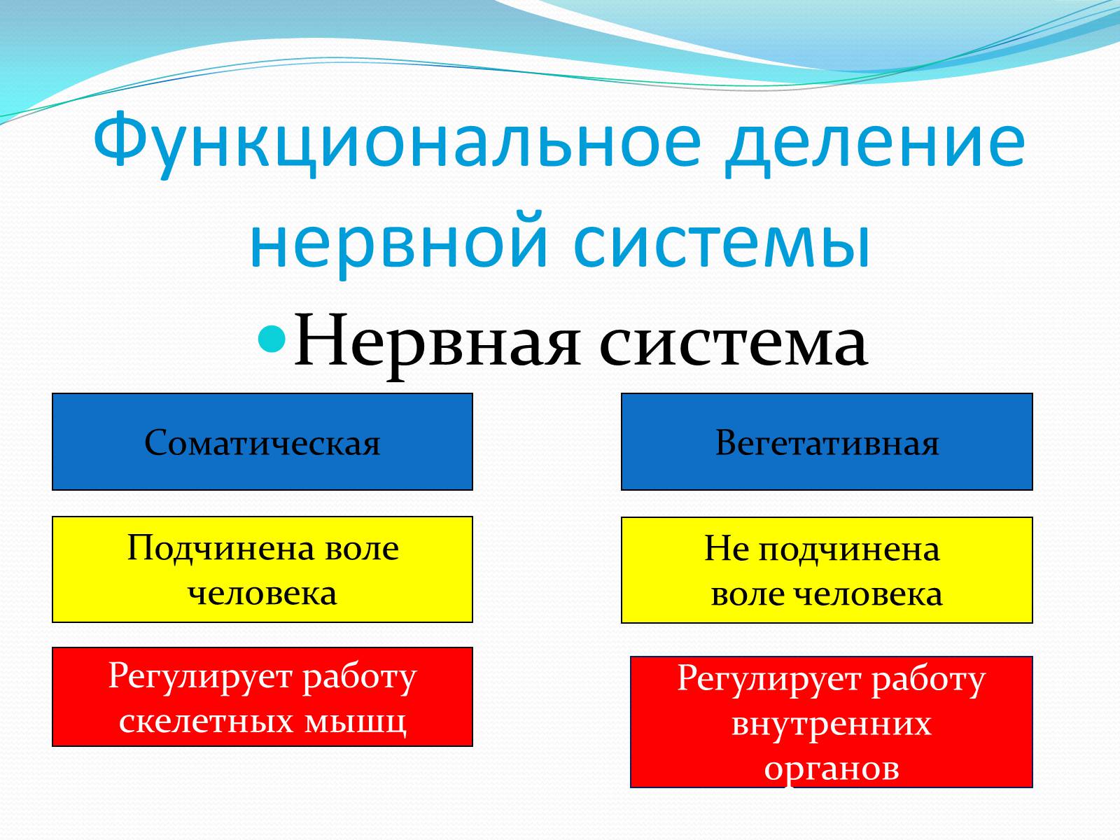 Презентація на тему «Нервная система человека» - Слайд #7