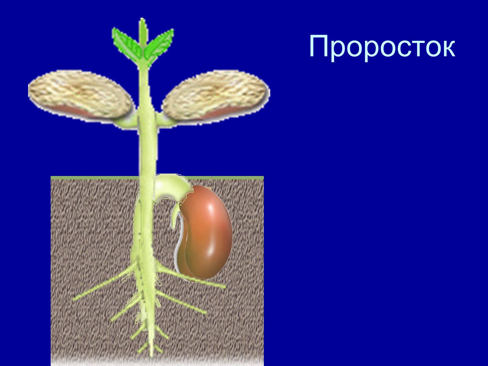 Презентація на тему «Прорастание семян» - Слайд #11