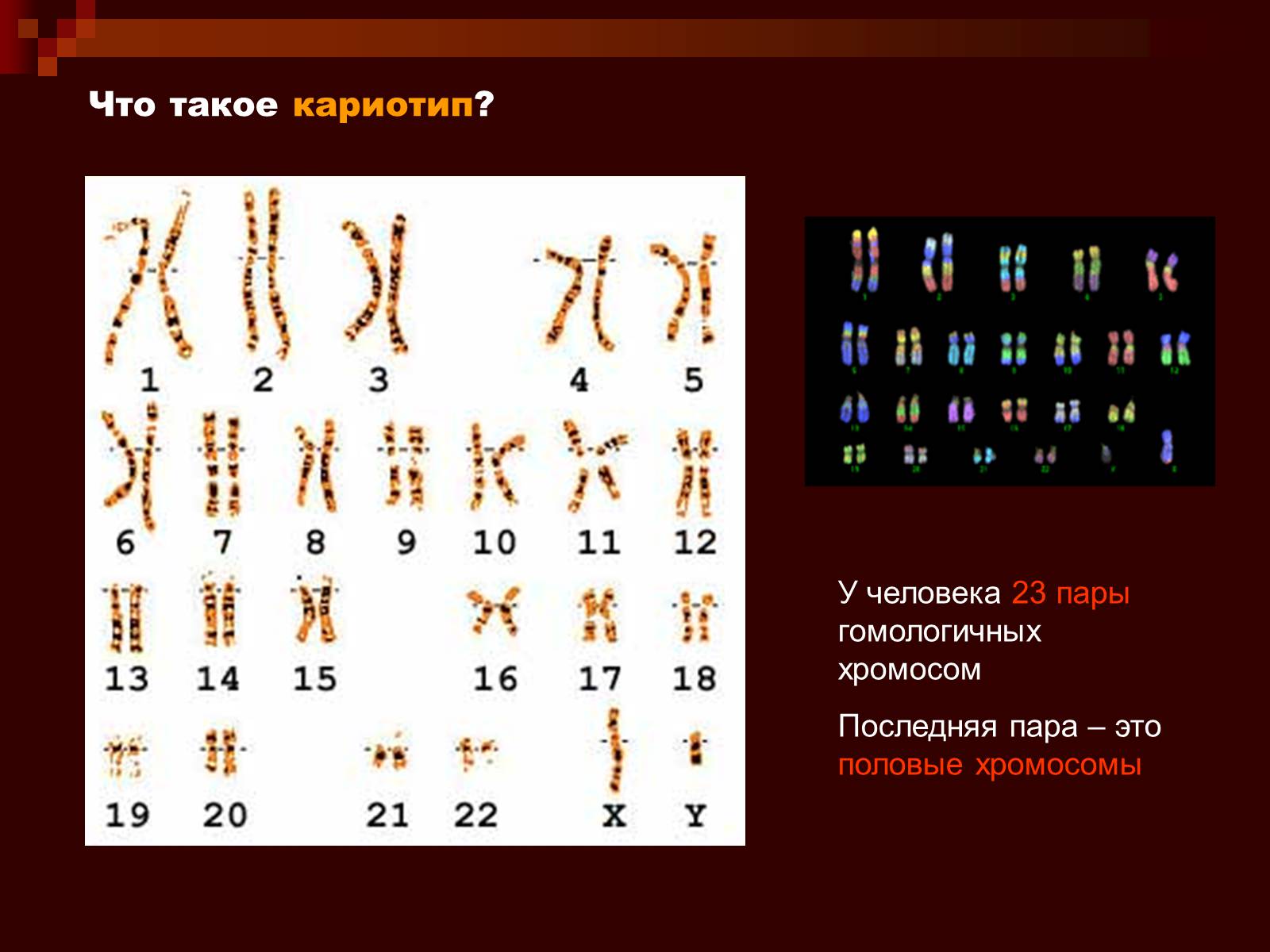 Презентація на тему «Генетика» (варіант 9) - Слайд #28