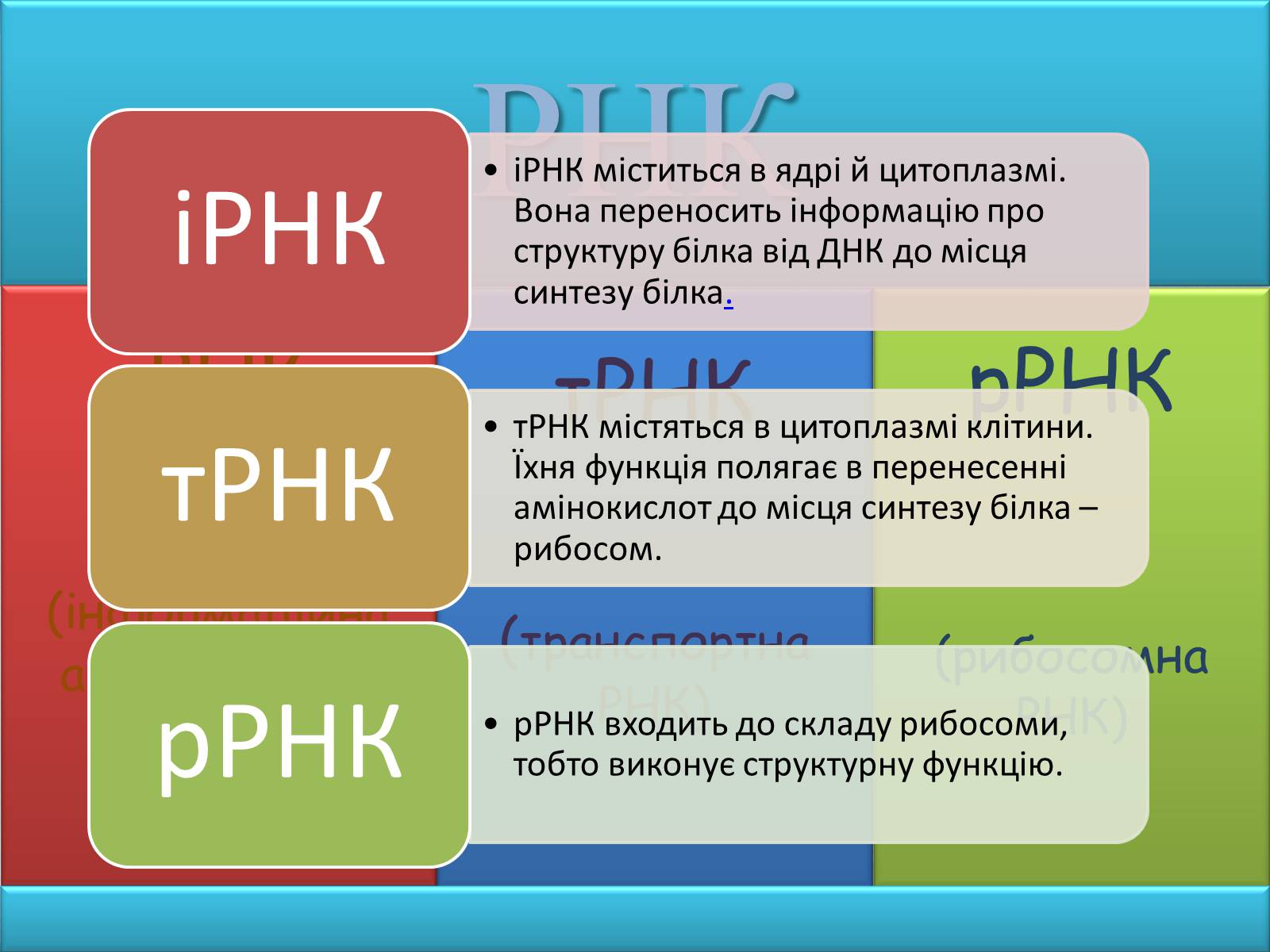 Презентація на тему «Нуклеїнові кислоти» (варіант 2) - Слайд #11