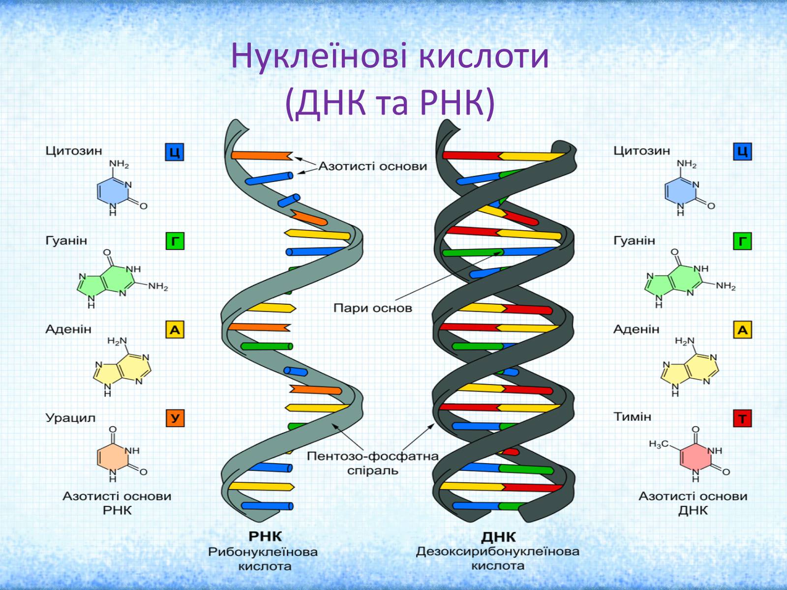 Презентація на тему «Нуклеїнові кислоти» (варіант 2) - Слайд #2