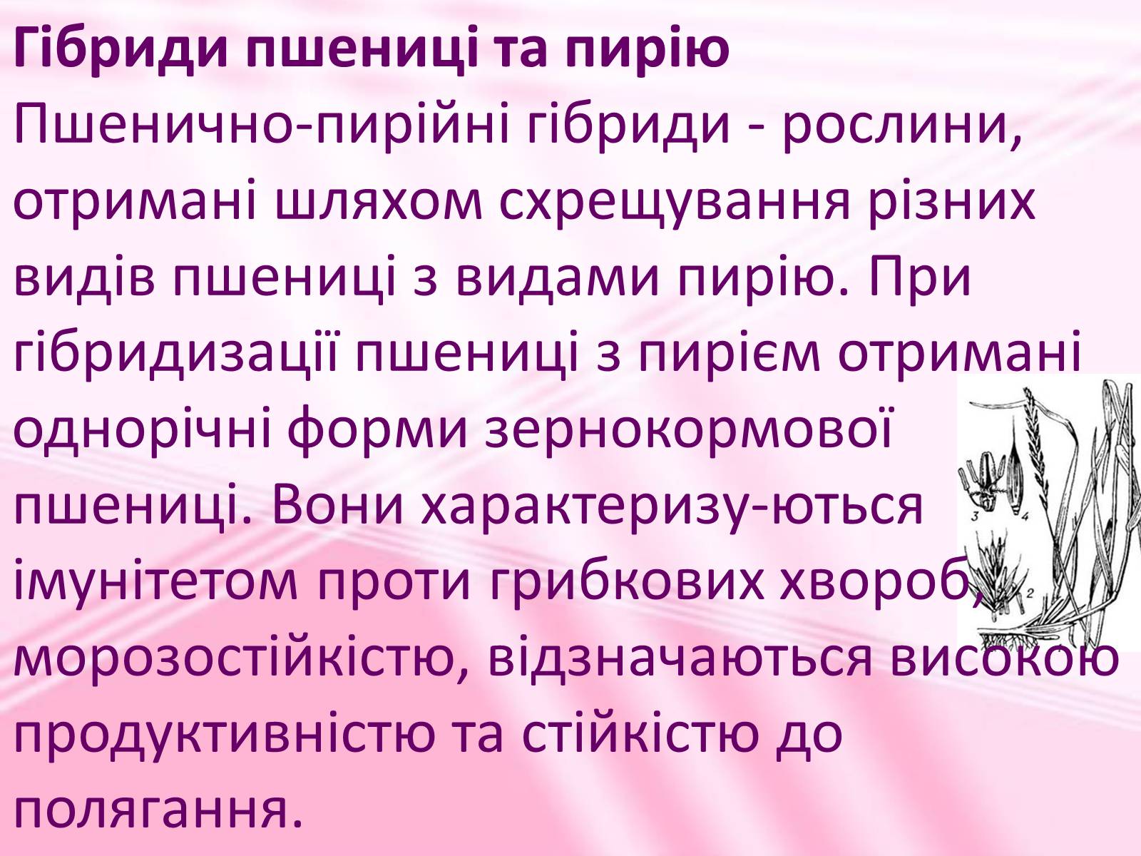 Презентація на тему «Віддалена гібридизація рослин» - Слайд #9