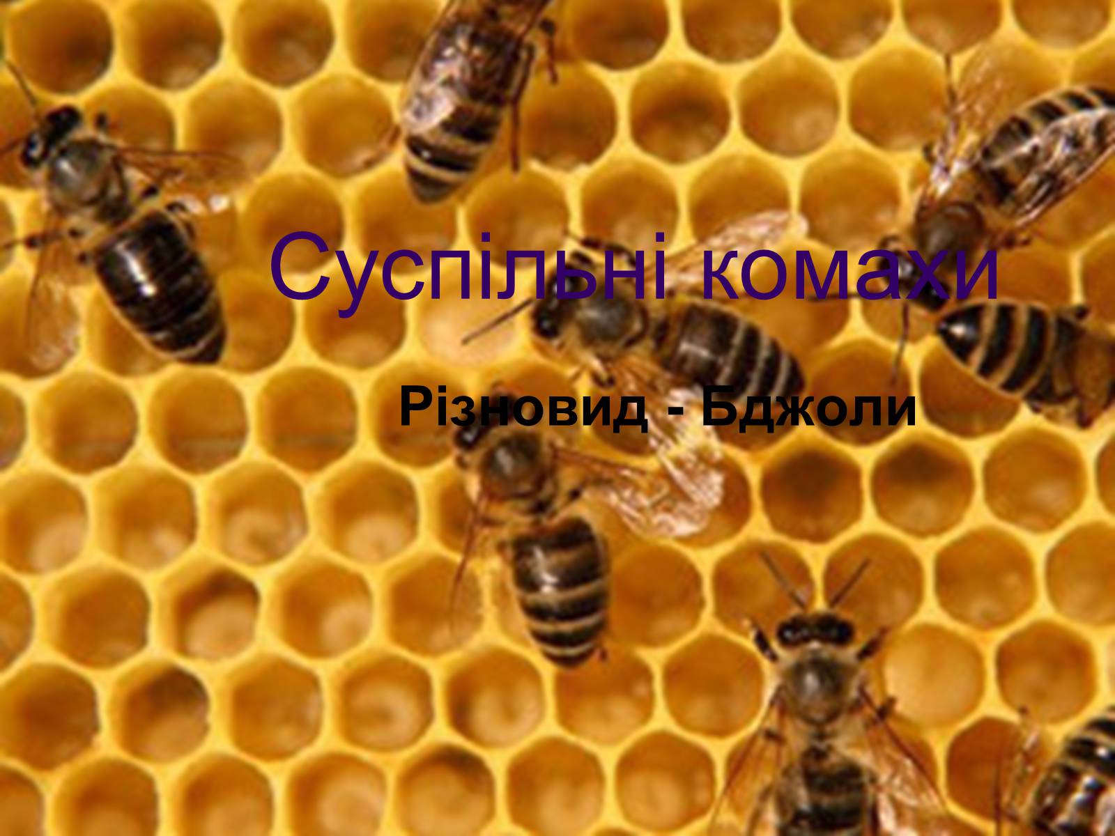 Презентація на тему «Суспільні комахи» - Слайд #1