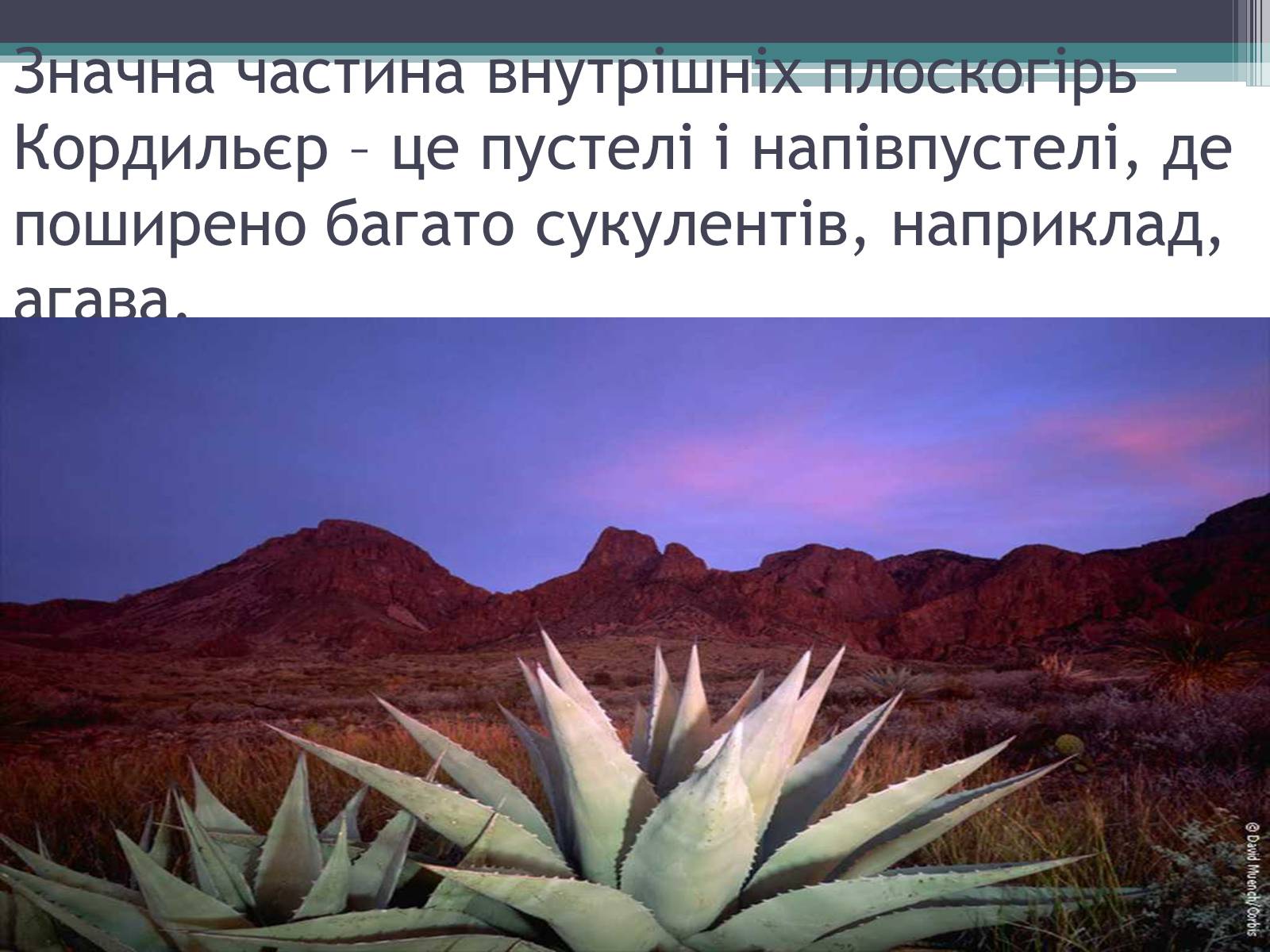 Презентація на тему «Особливості органічного світу Кордільєр» - Слайд #10