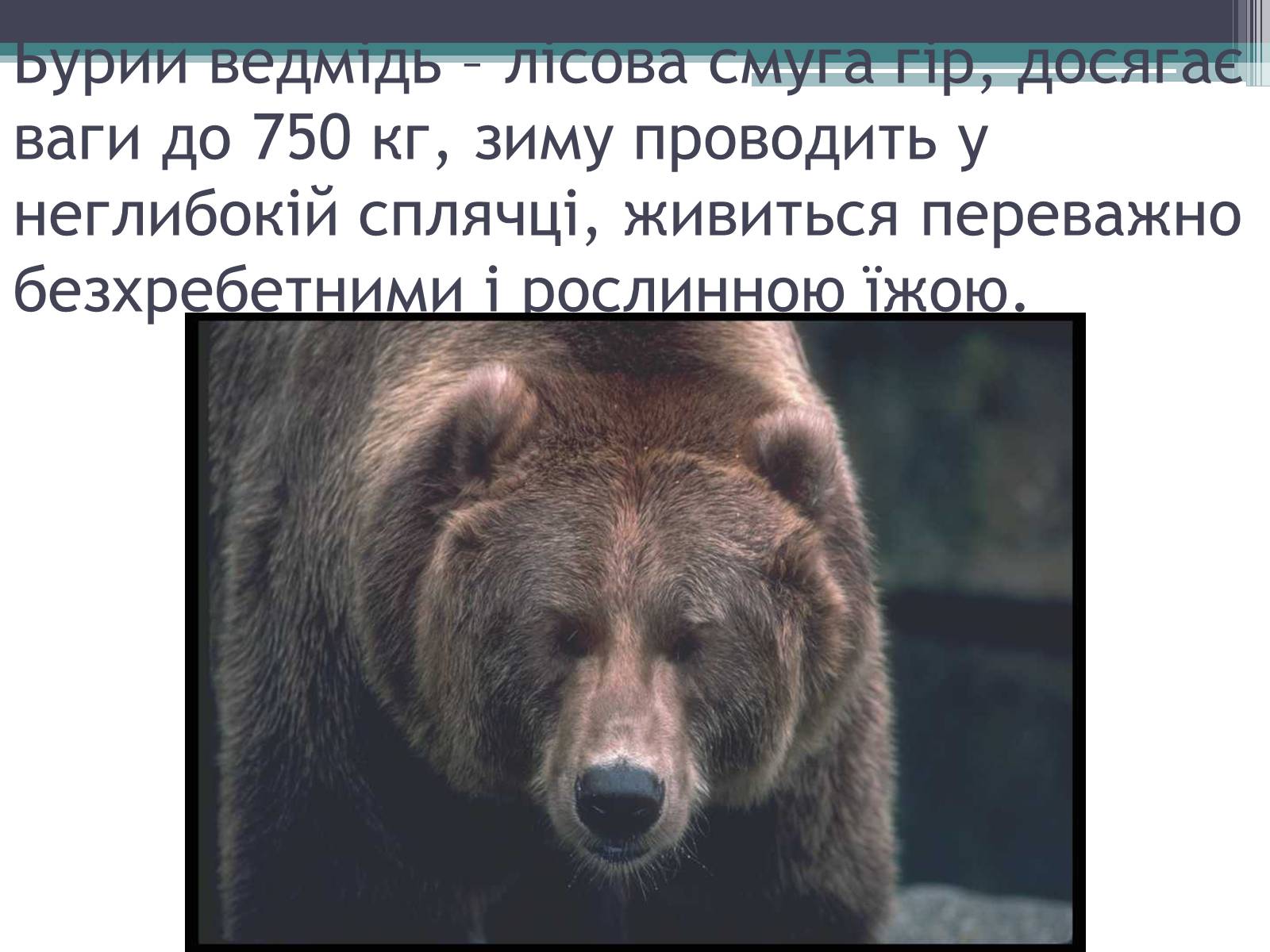 Презентація на тему «Особливості органічного світу Кордільєр» - Слайд #13