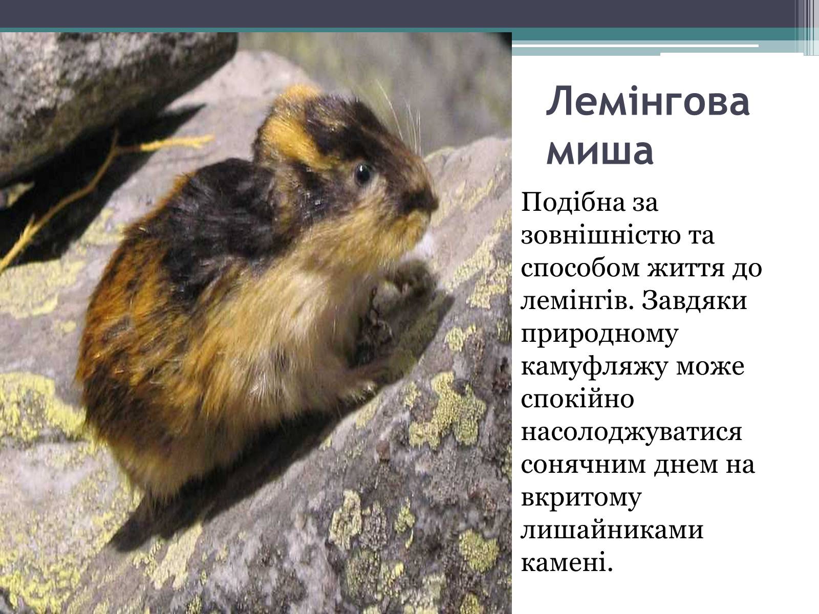 Презентація на тему «Особливості органічного світу Кордільєр» - Слайд #20