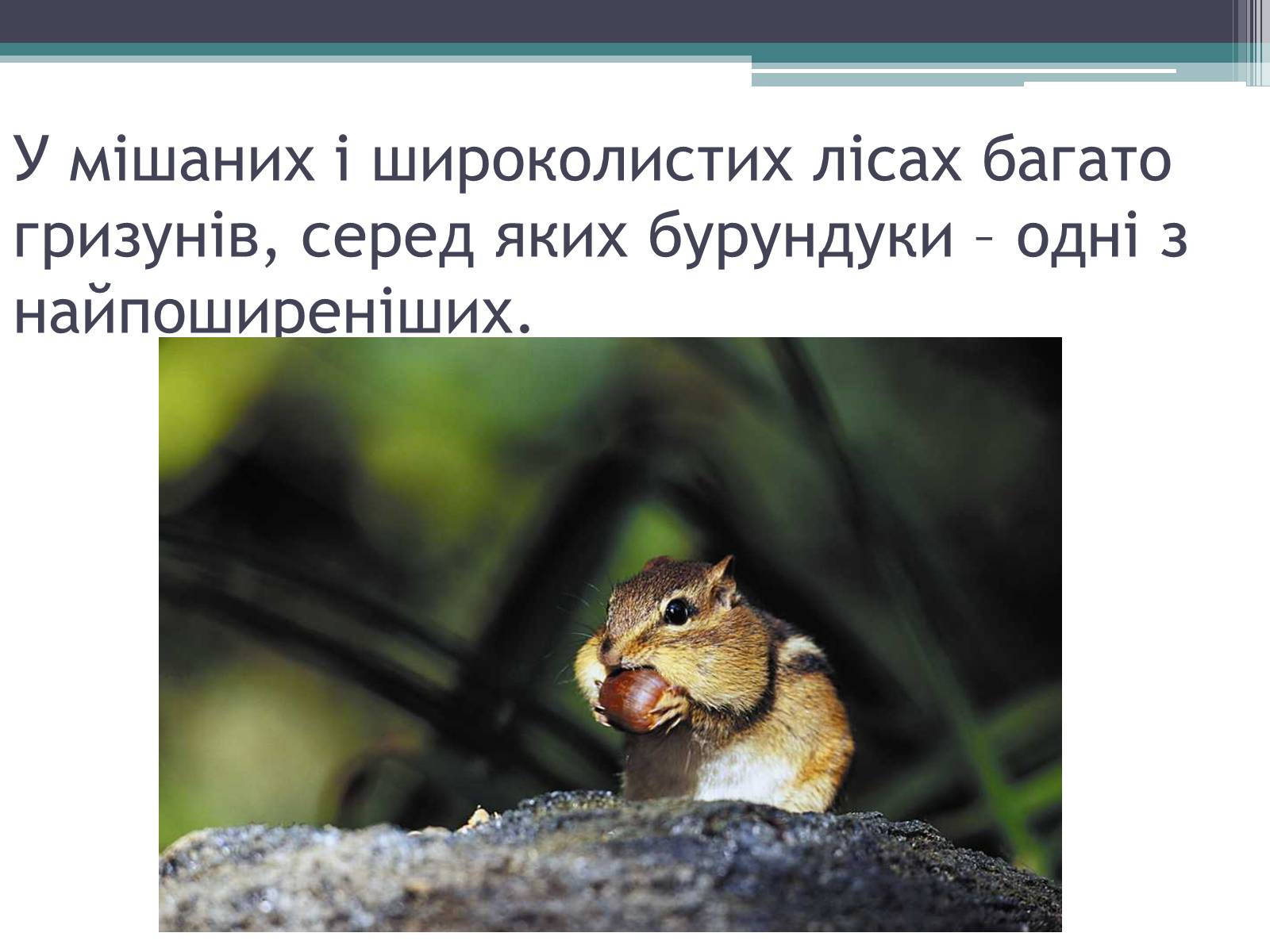 Презентація на тему «Особливості органічного світу Кордільєр» - Слайд #21