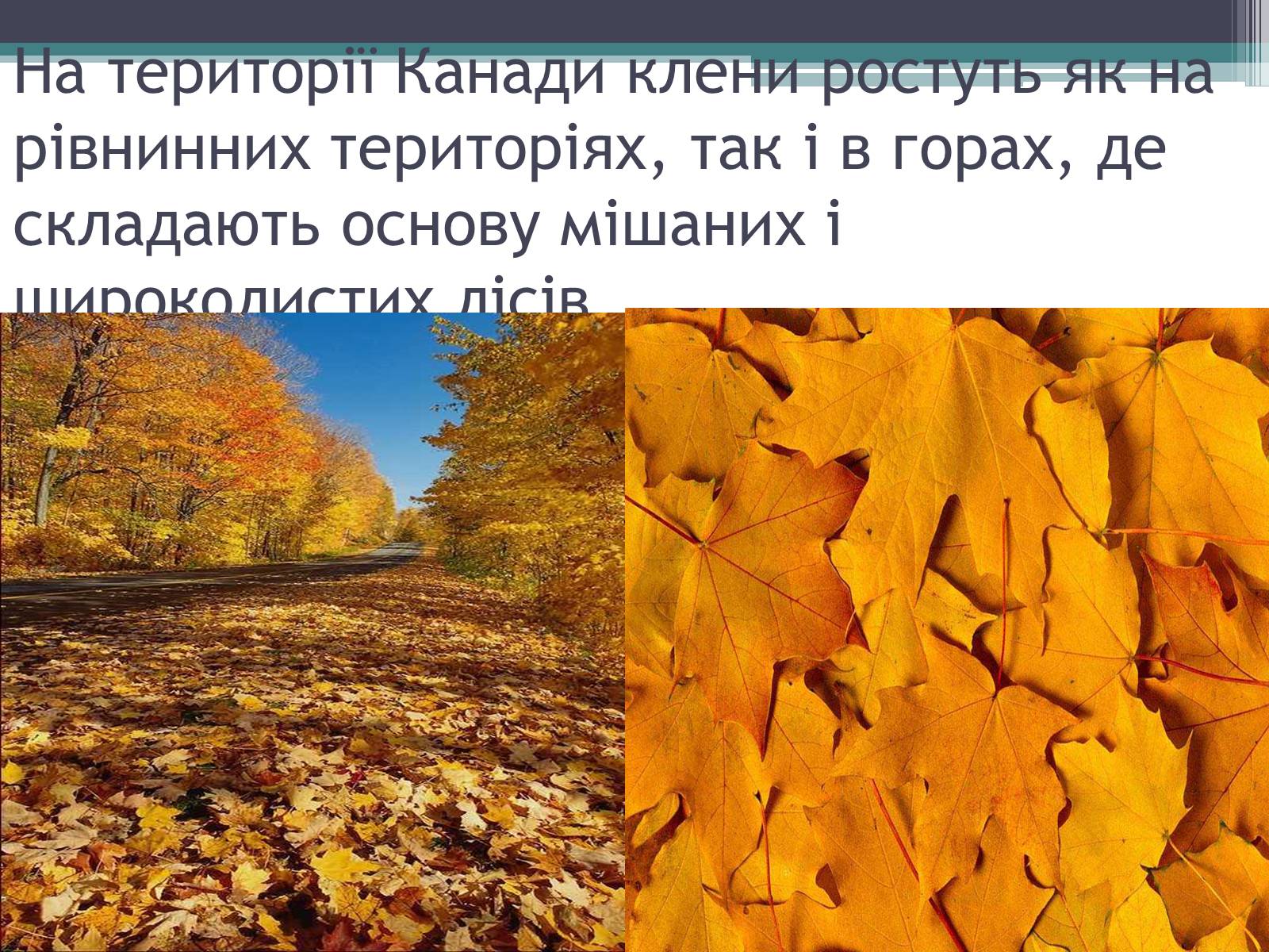 Презентація на тему «Особливості органічного світу Кордільєр» - Слайд #3