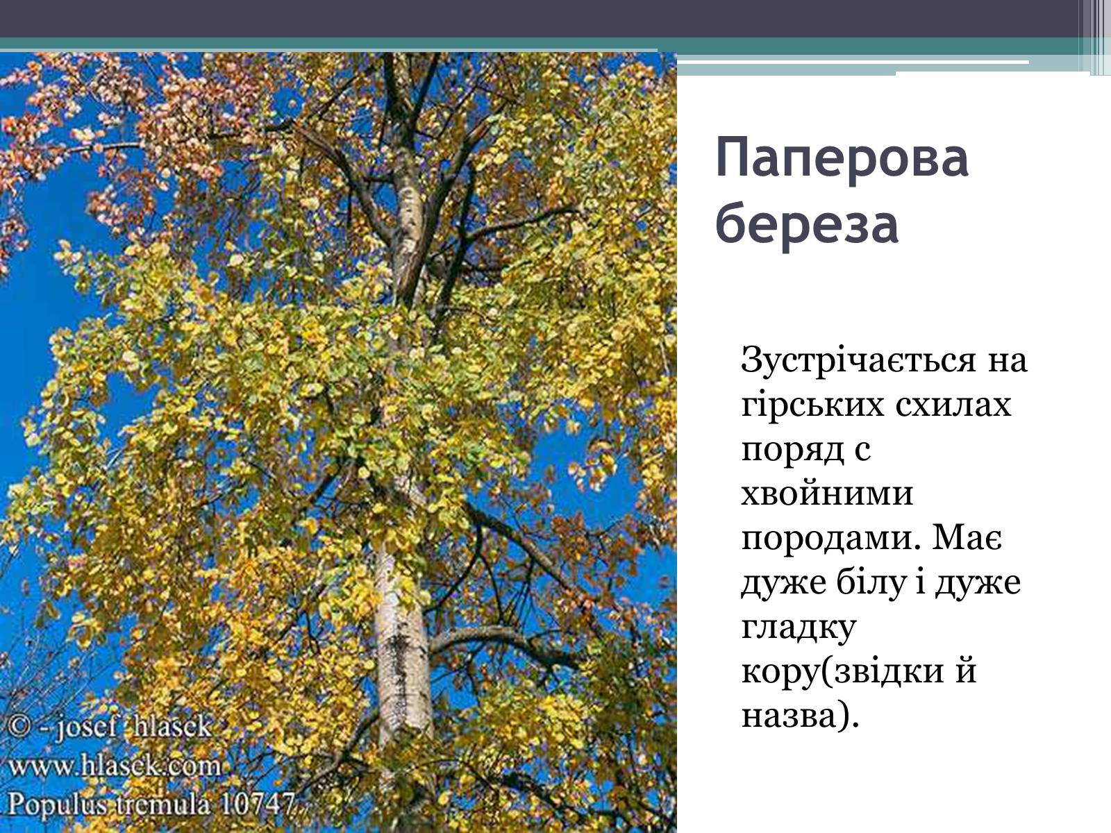 Презентація на тему «Особливості органічного світу Кордільєр» - Слайд #4