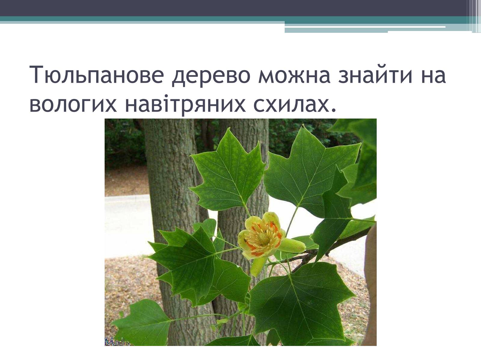 Презентація на тему «Особливості органічного світу Кордільєр» - Слайд #7