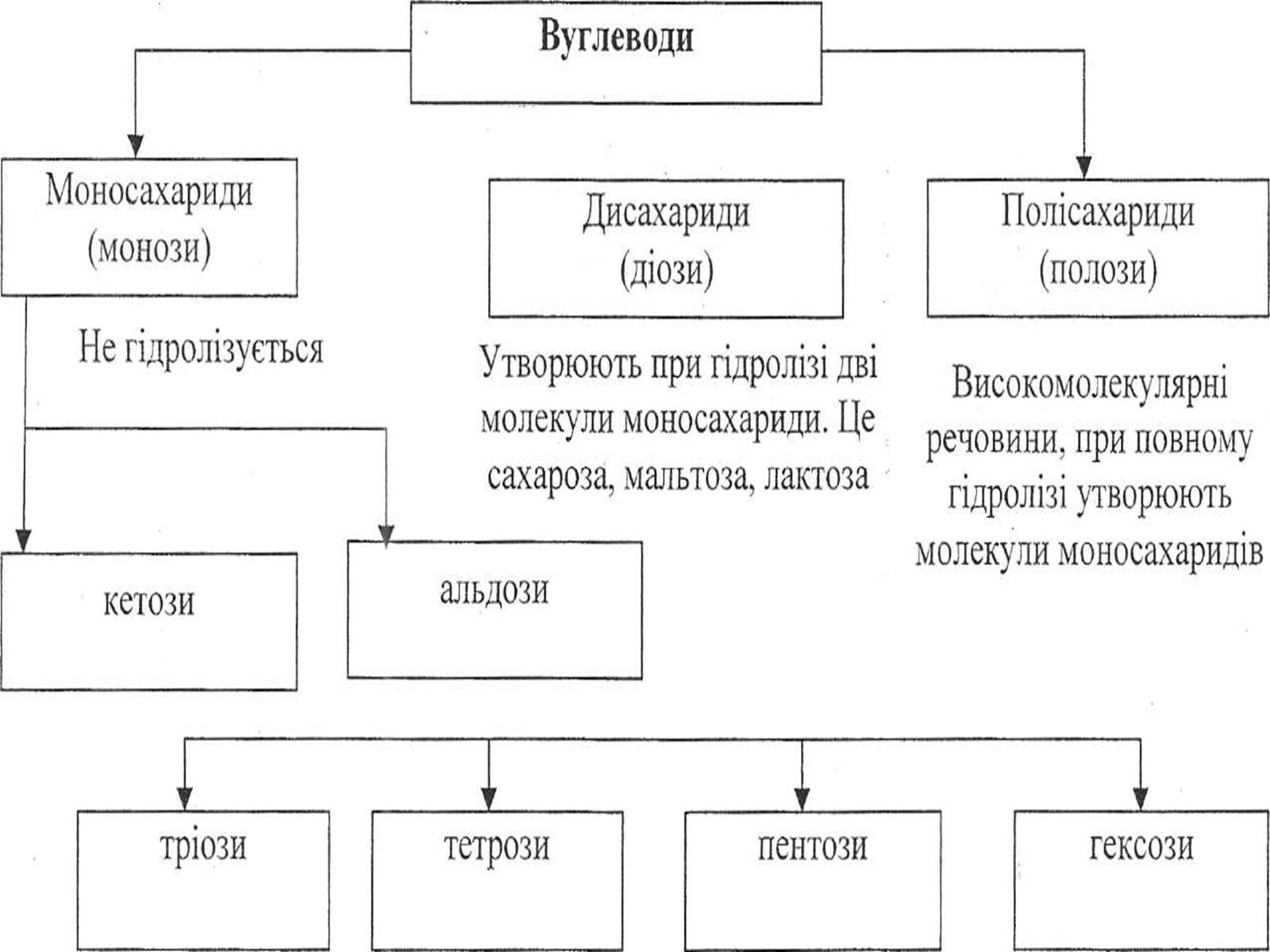 Презентація на тему «Вуглеводи як компоненти їжі, їх роль у житті людини» (варіант 5) - Слайд #5