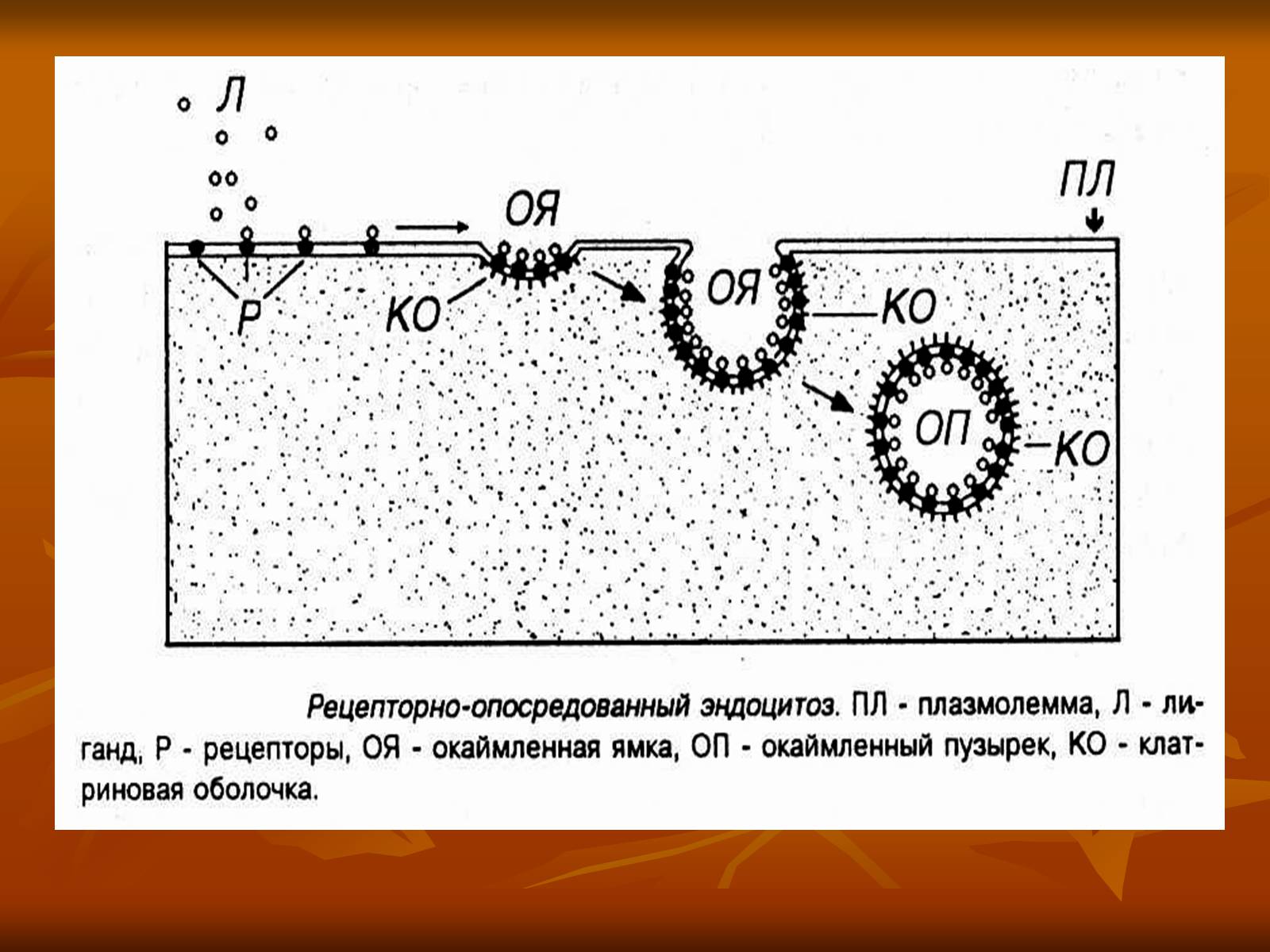 Презентація на тему «Основи цитології» - Слайд #10