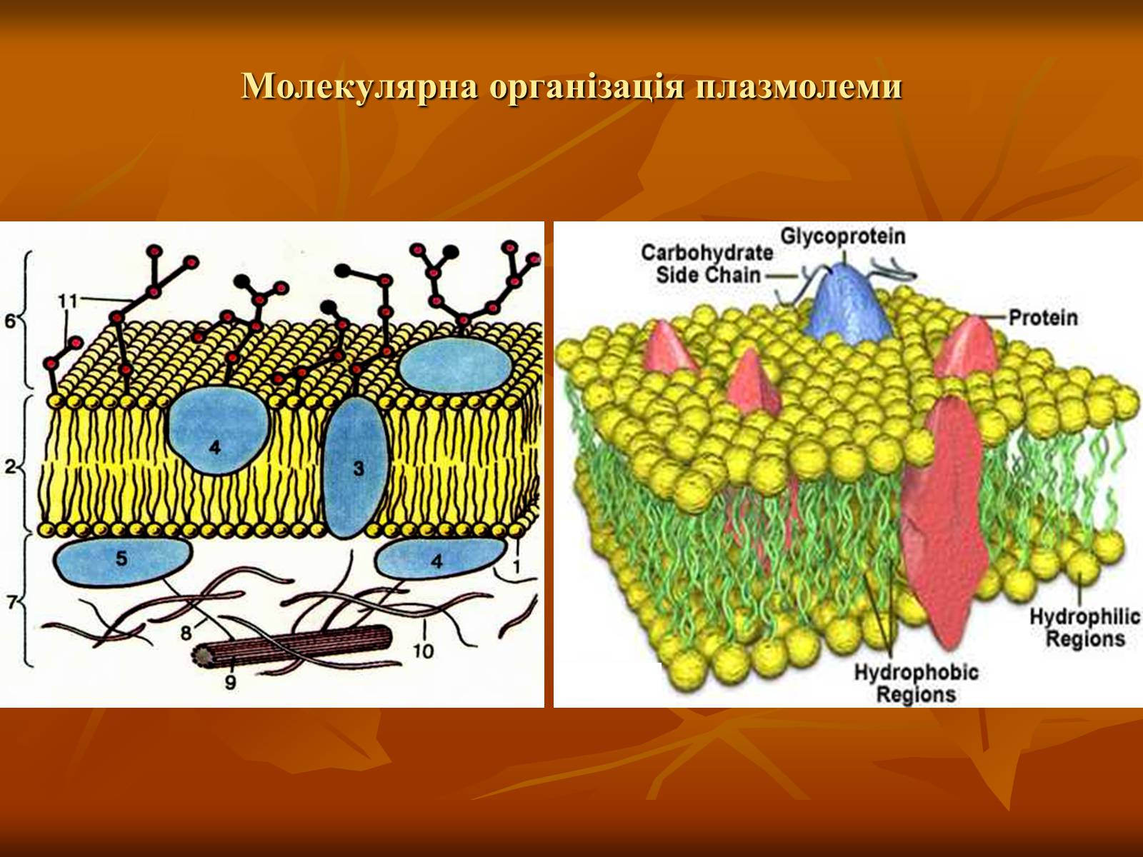 Презентація на тему «Основи цитології» - Слайд #8