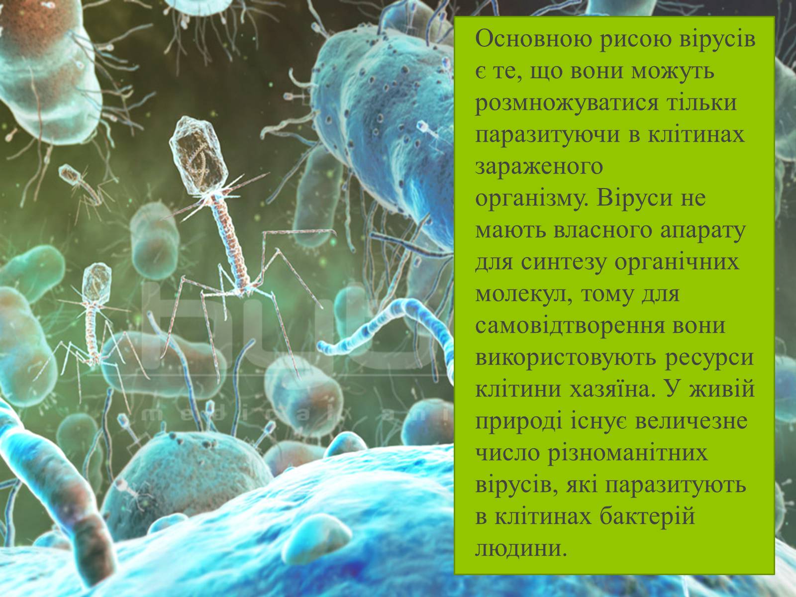 Презентація на тему «Роль вірусів в житті людини» - Слайд #3