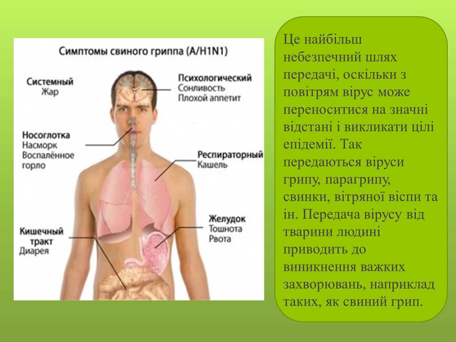 Презентація на тему «Роль вірусів в житті людини» - Слайд #8