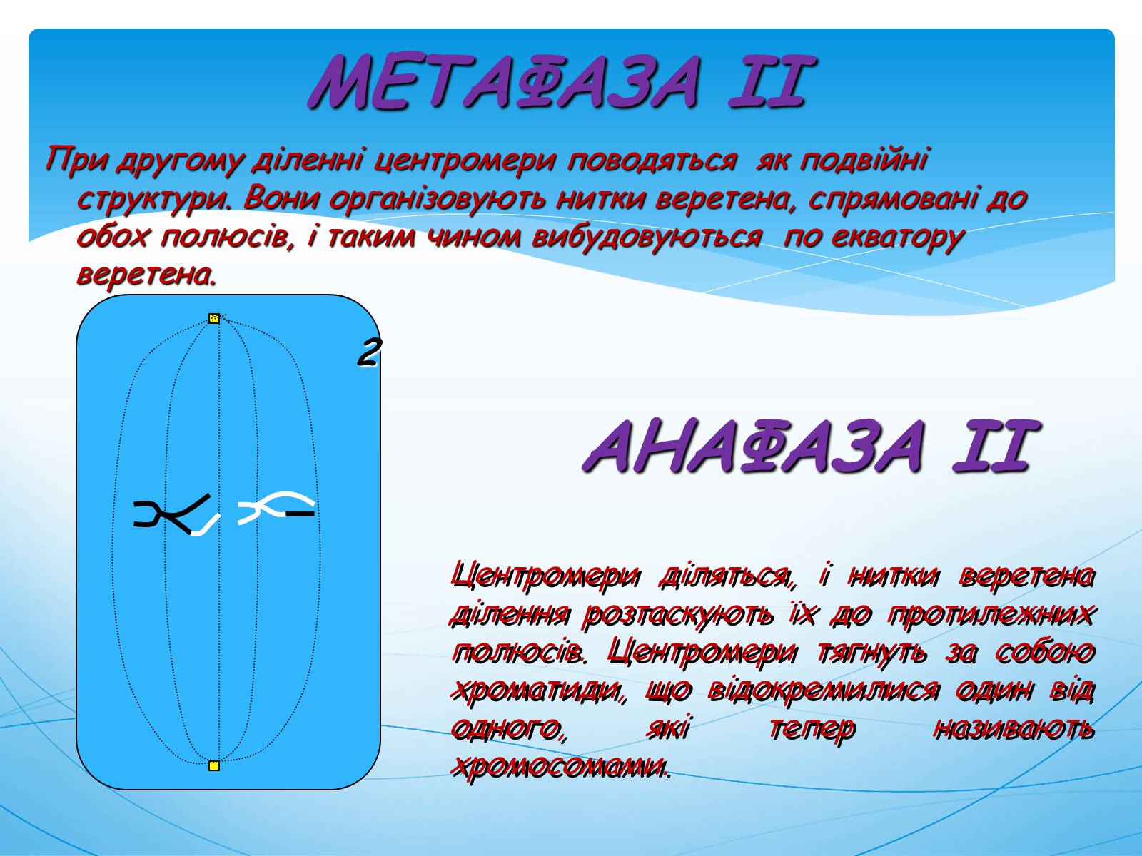 Презентація на тему «Мейоз» (варіант 1) - Слайд #11