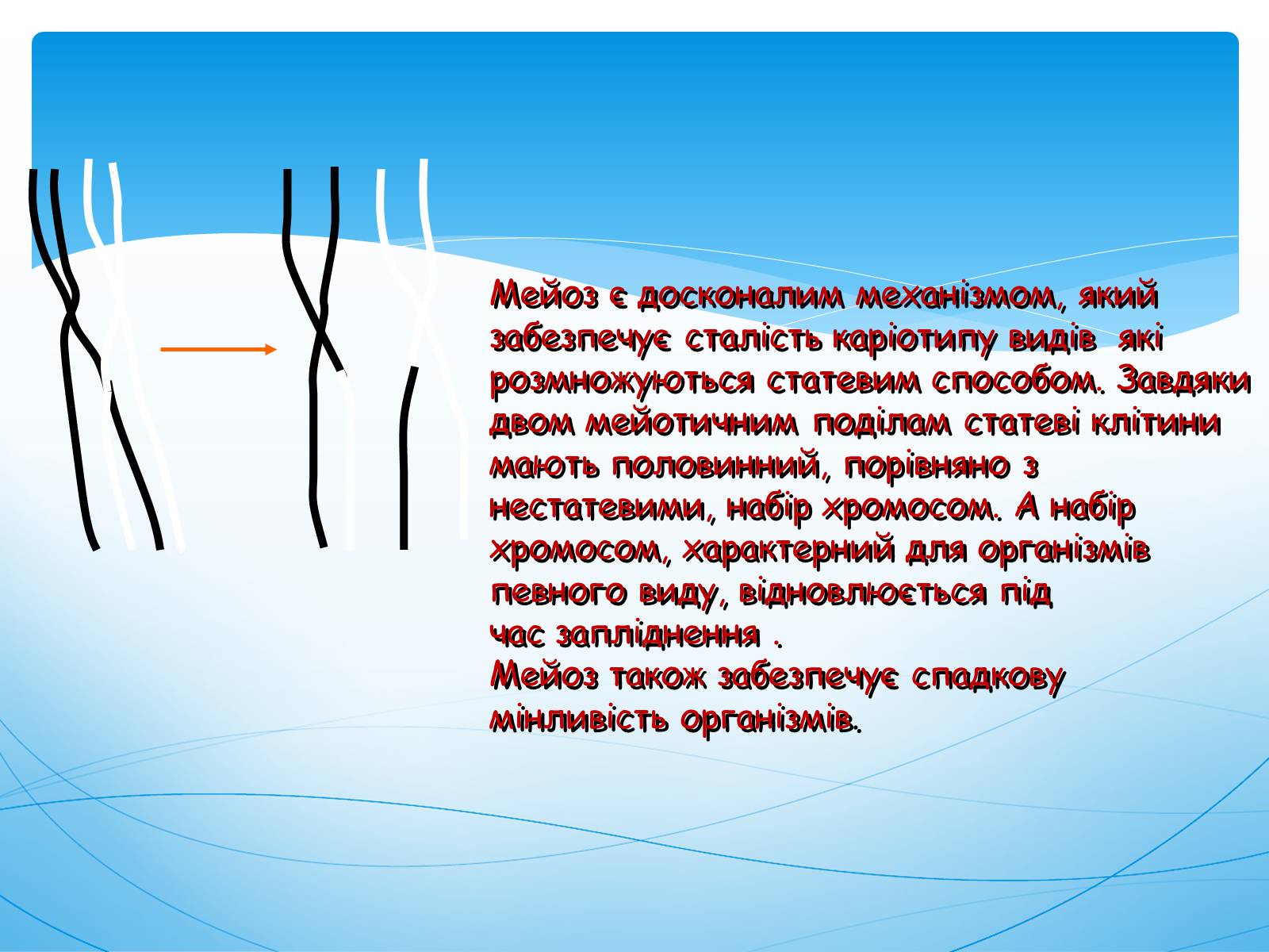 Презентація на тему «Мейоз» (варіант 1) - Слайд #6
