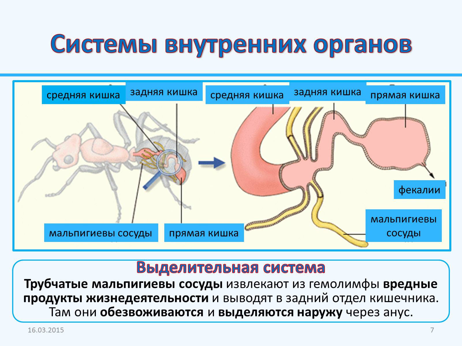 Презентація на тему «Внутреннее строение насекомых» - Слайд #7