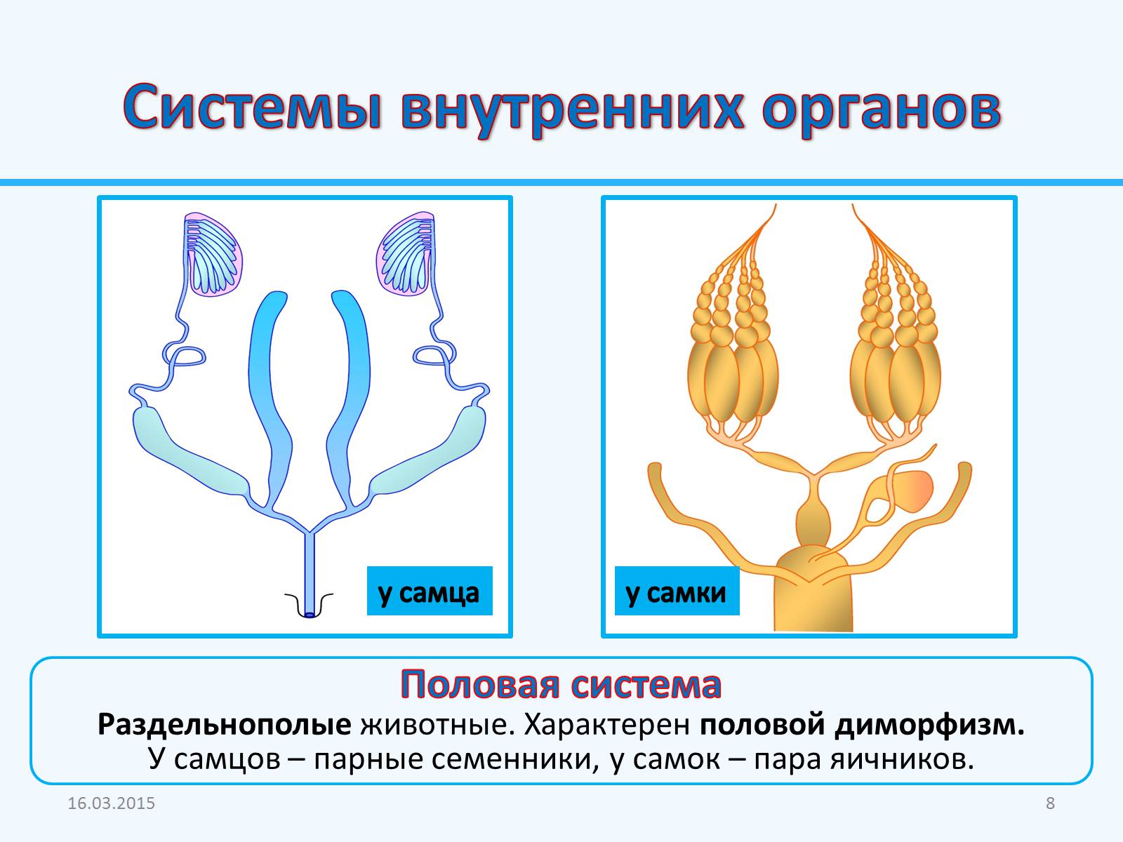 Презентація на тему «Внутреннее строение насекомых» - Слайд #8