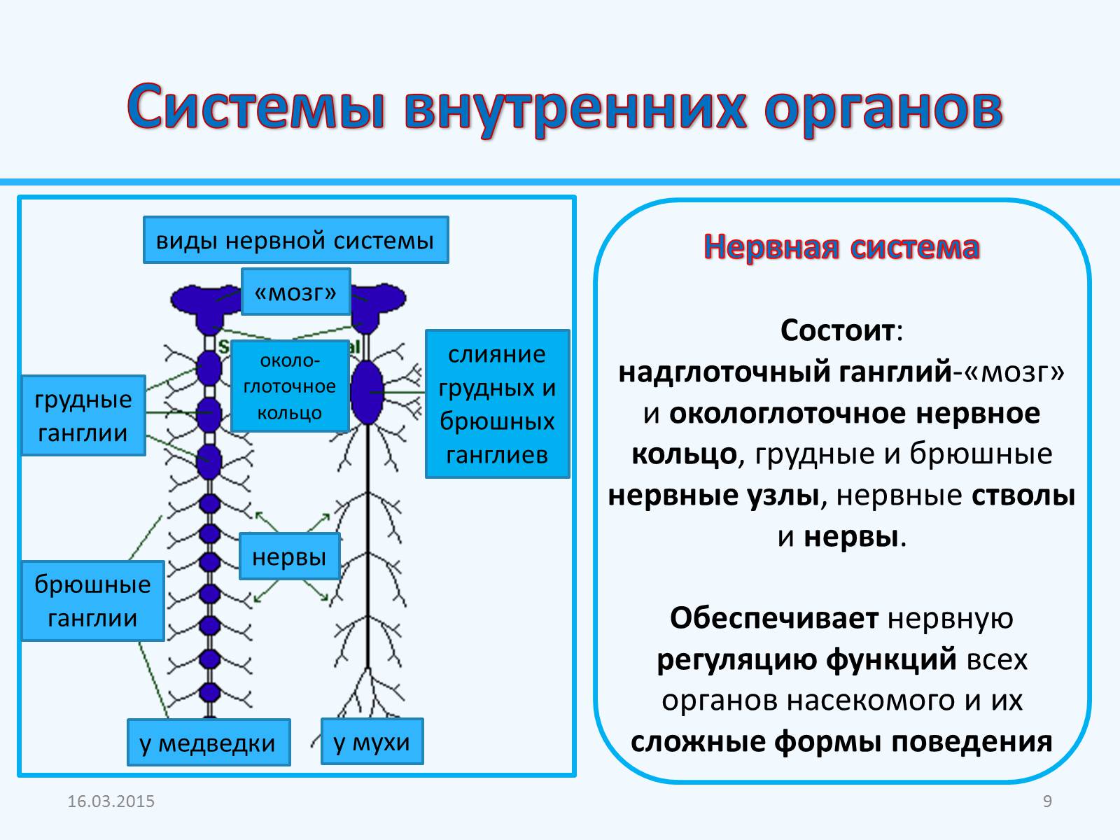 Презентація на тему «Внутреннее строение насекомых» - Слайд #9