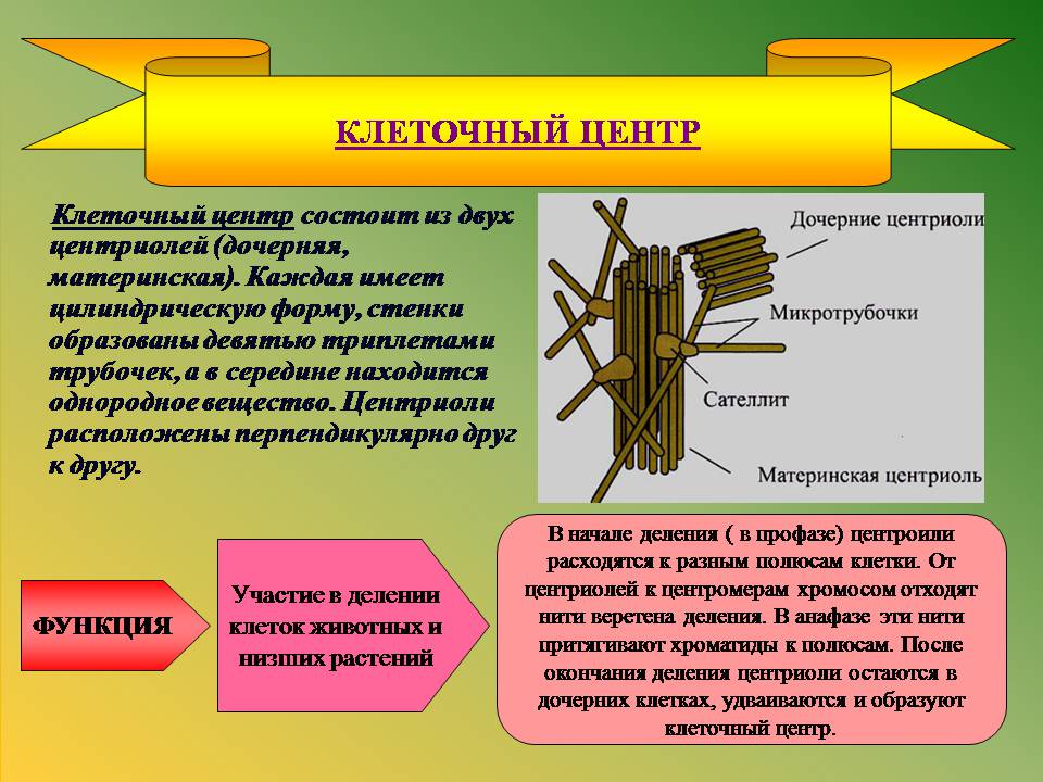 Презентація на тему «Клітини» (варіант 3) - Слайд #14