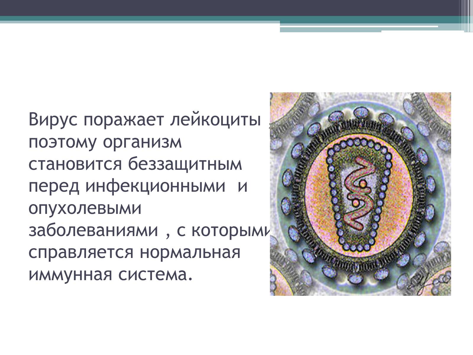 Презентація на тему «Что такое иммунитет с биологической точки зрения?» - Слайд #7