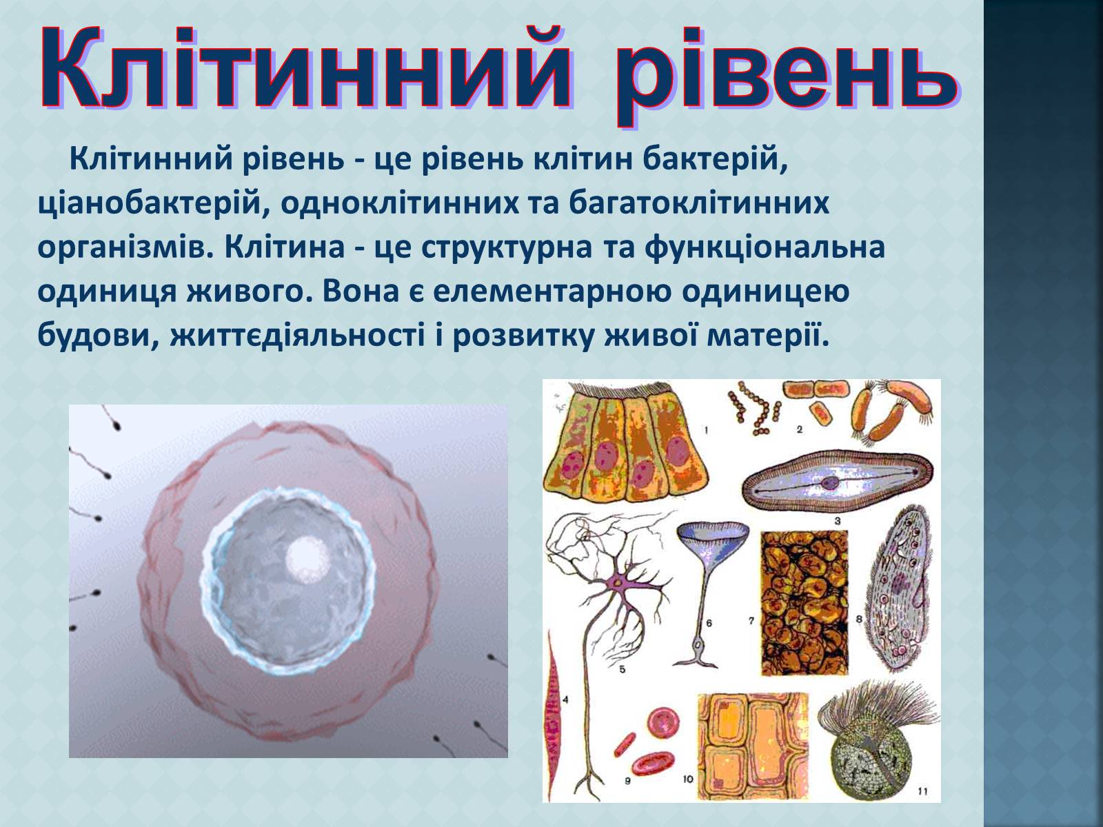 Презентація на тему «Урбанізація та її наслідки» (варіант 3) - Слайд #5