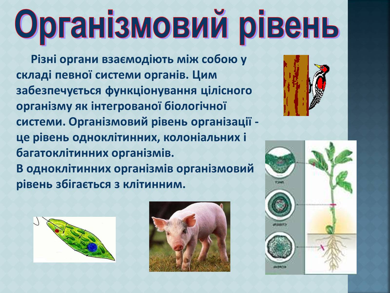 Презентація на тему «Урбанізація та її наслідки» (варіант 3) - Слайд #9