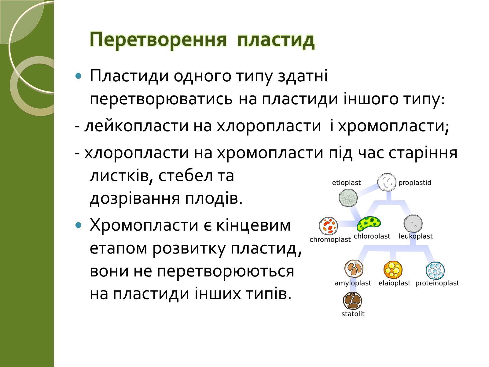 Презентація на тему «Двомембранні органели» (варіант 2) - Слайд #18