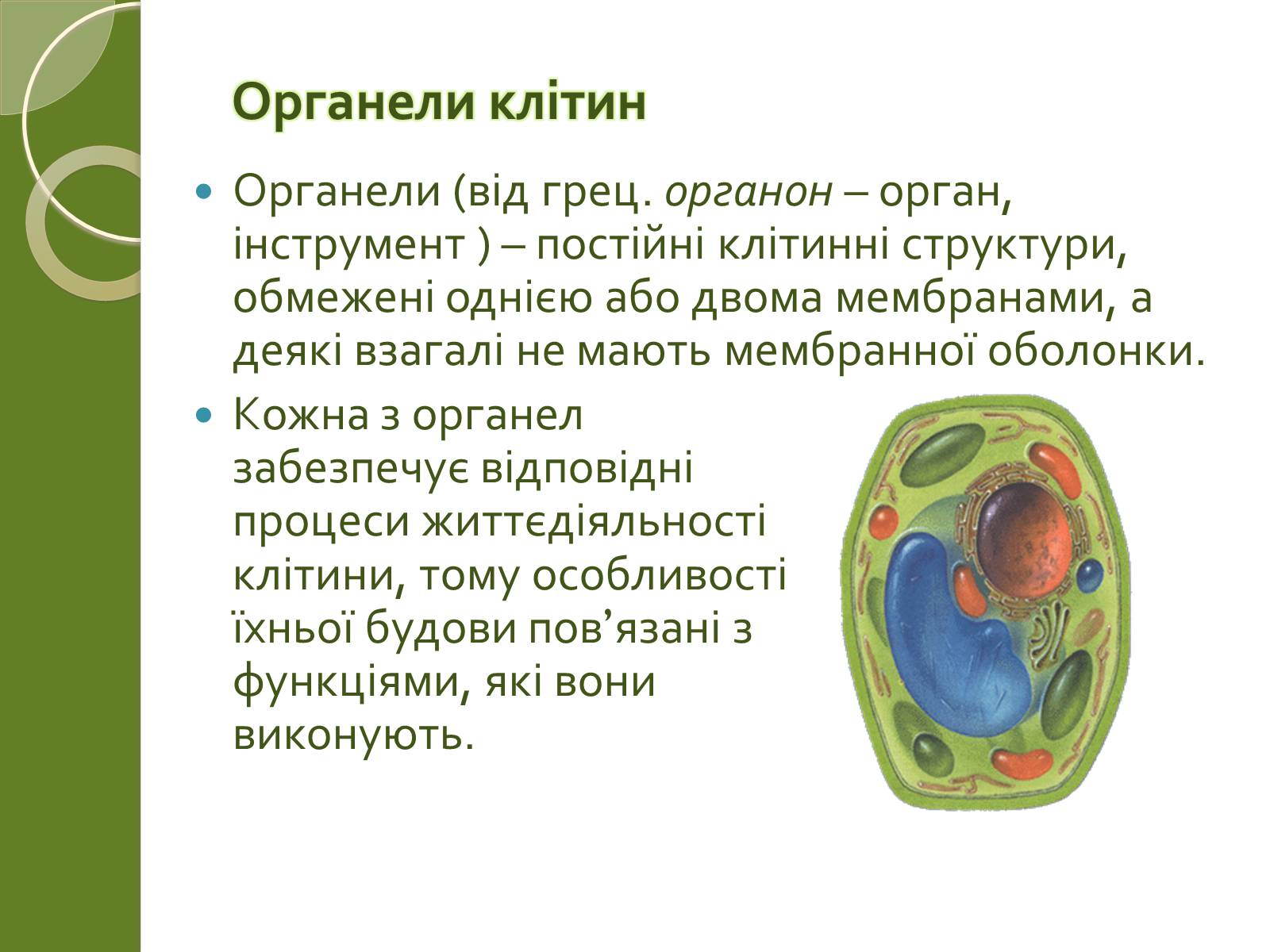 Презентація на тему «Двомембранні органели» (варіант 2) - Слайд #2