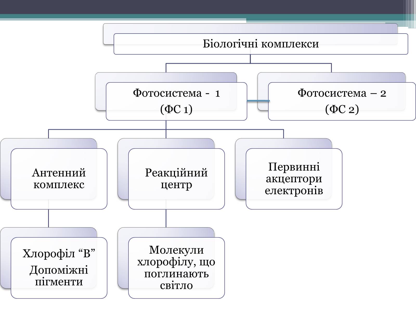 Презентація на тему «Фотосинтез» (варіант 8) - Слайд #8