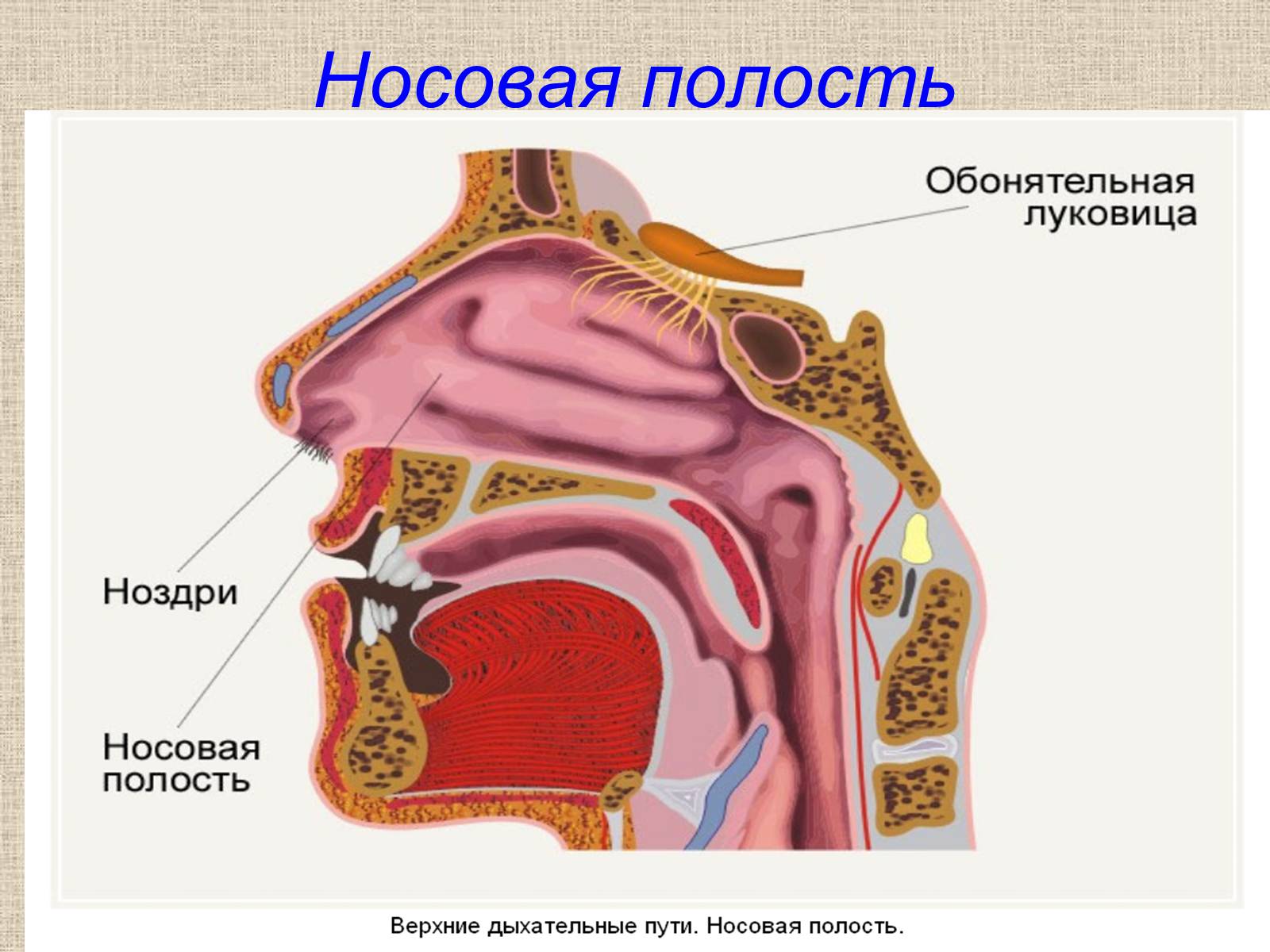 Презентація на тему «Дыхательная система» - Слайд #2